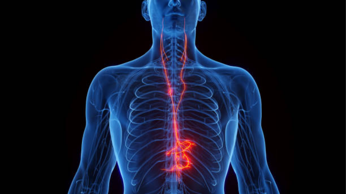 Vagus Nerve Gut-Brain Connection
