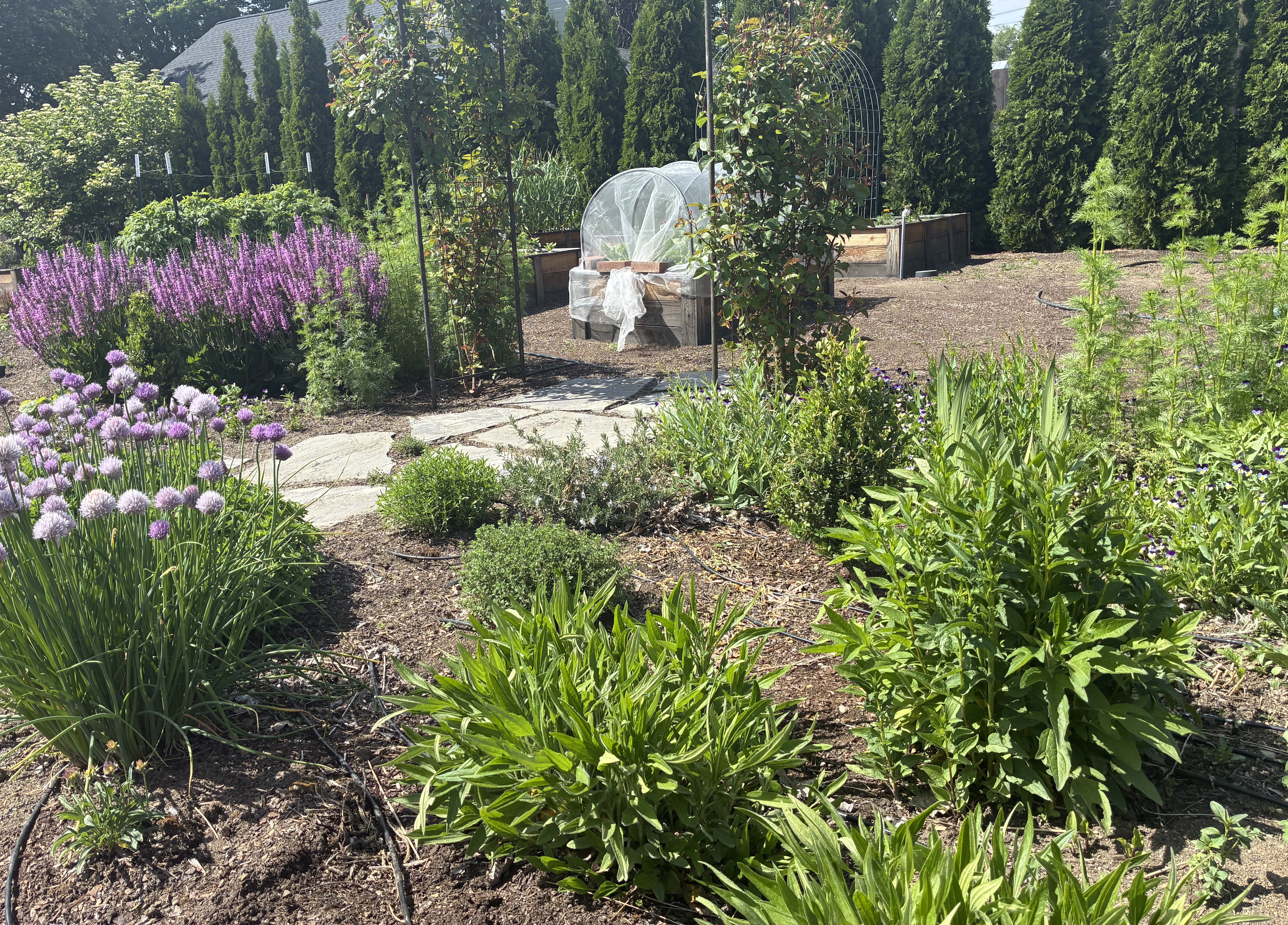 Pollinator Garden