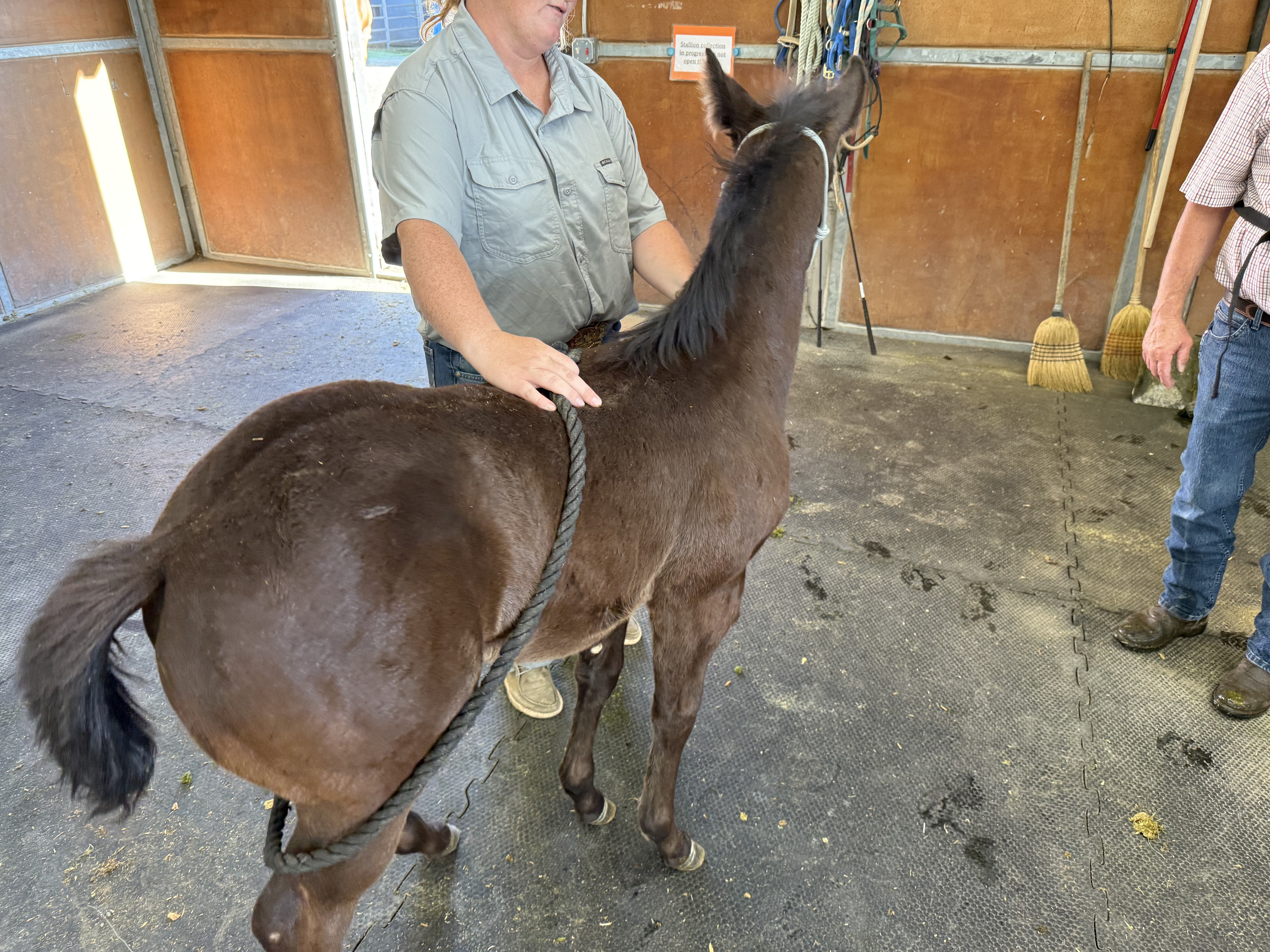 Foal photo 11