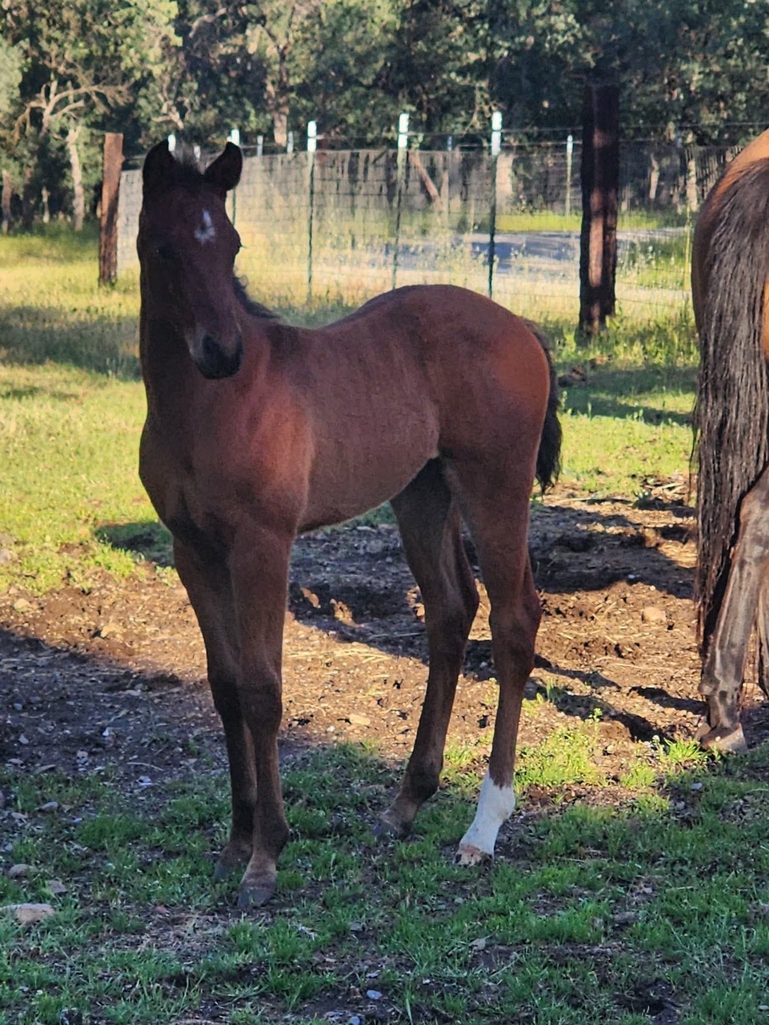 Foal photo 2