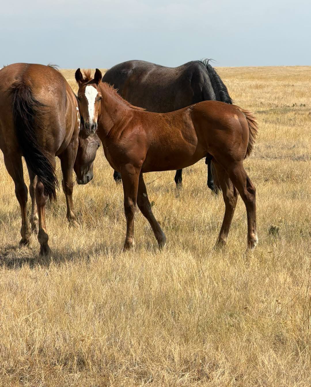 Foal photo 4