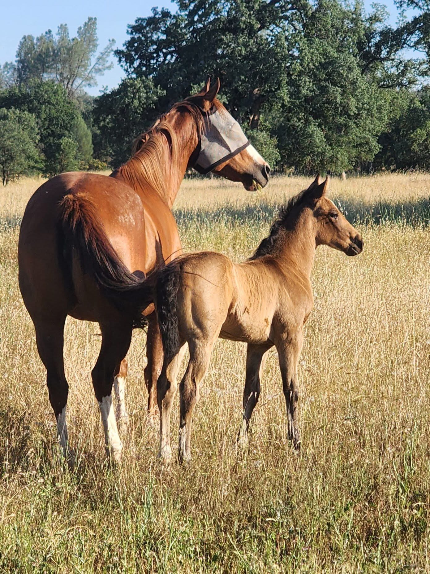 Foal photo 5