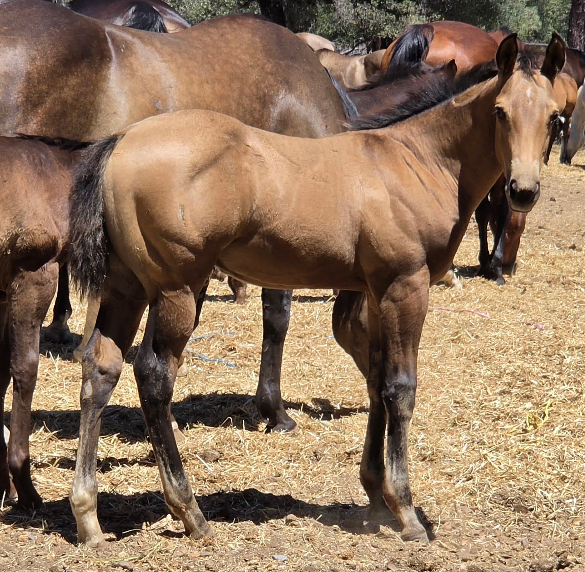 Foal photo 3