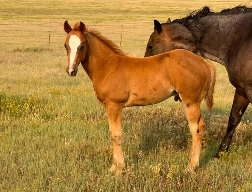 Foal photo 1