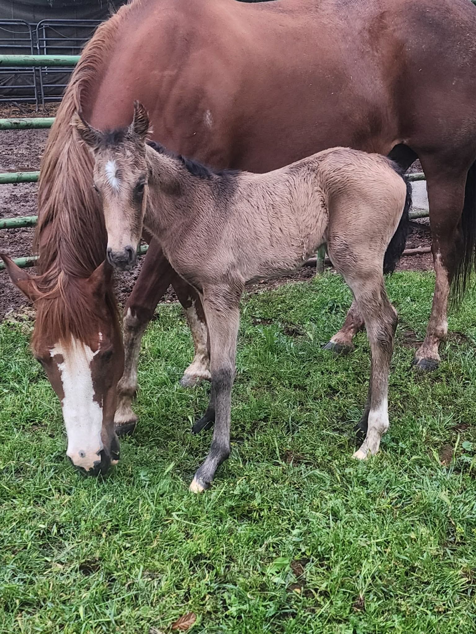 Foal photo 6