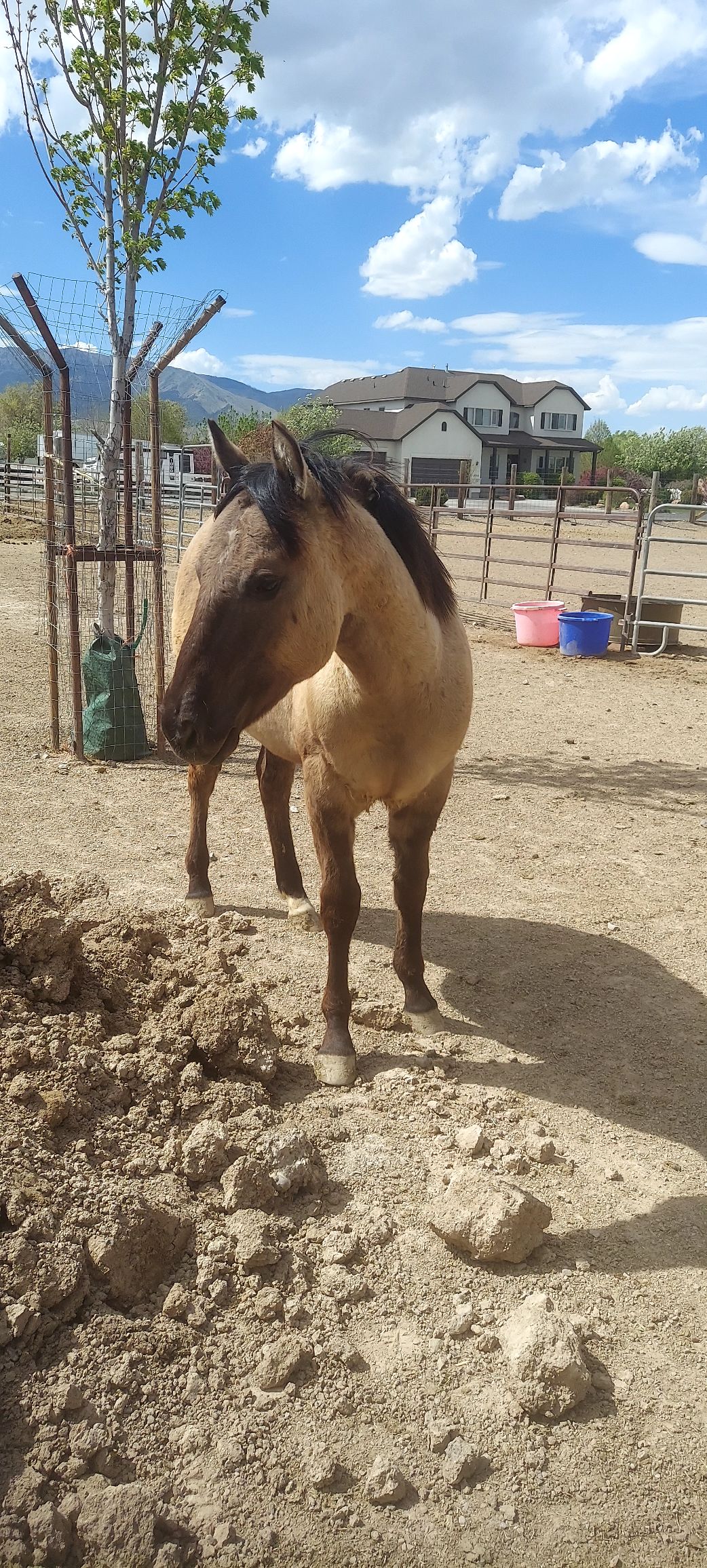 Foal photo 7