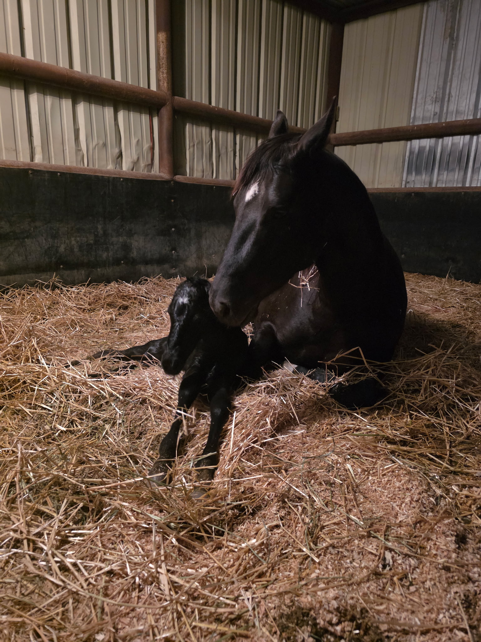 Foal photo 8