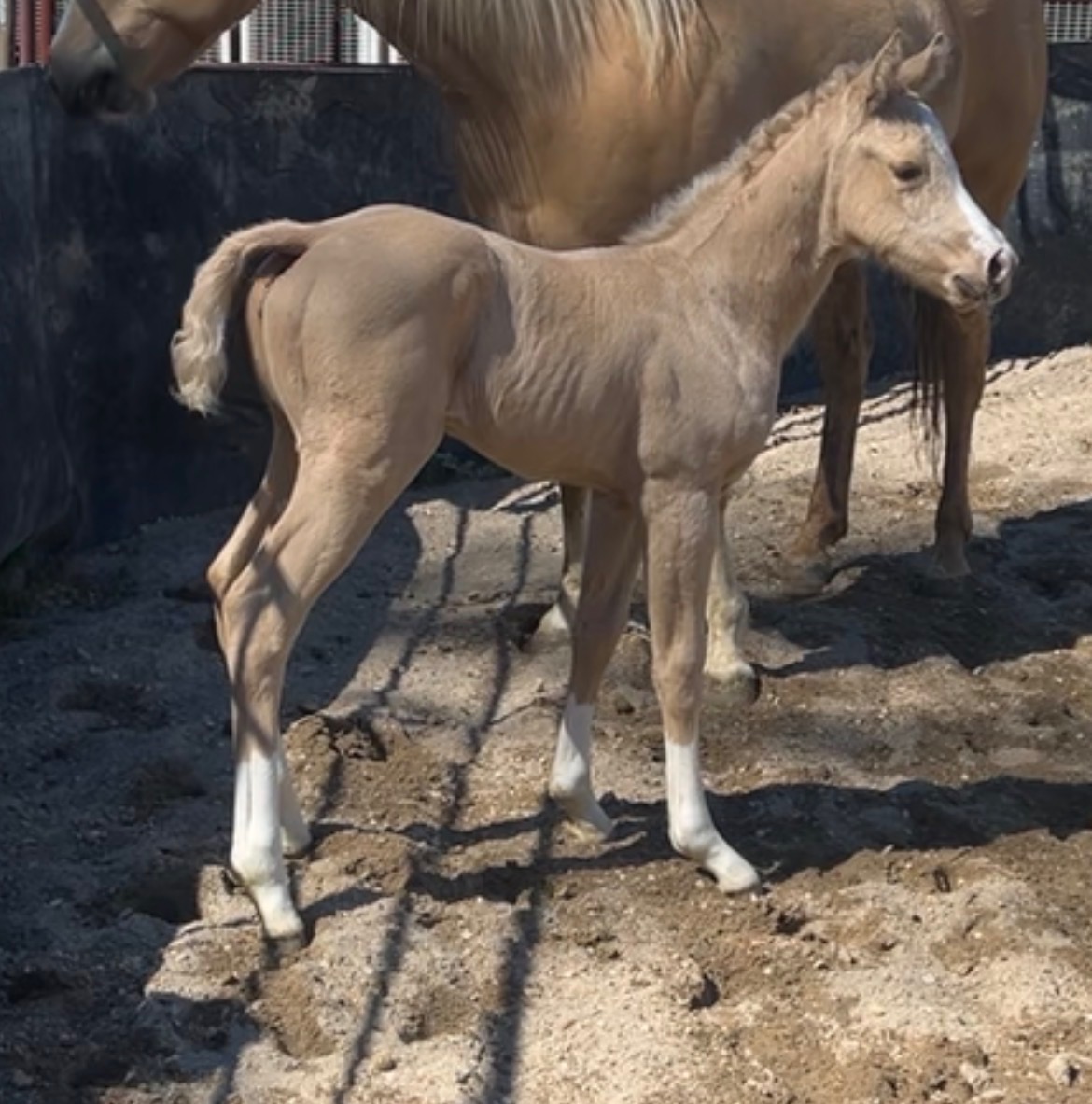 Foal photo 10