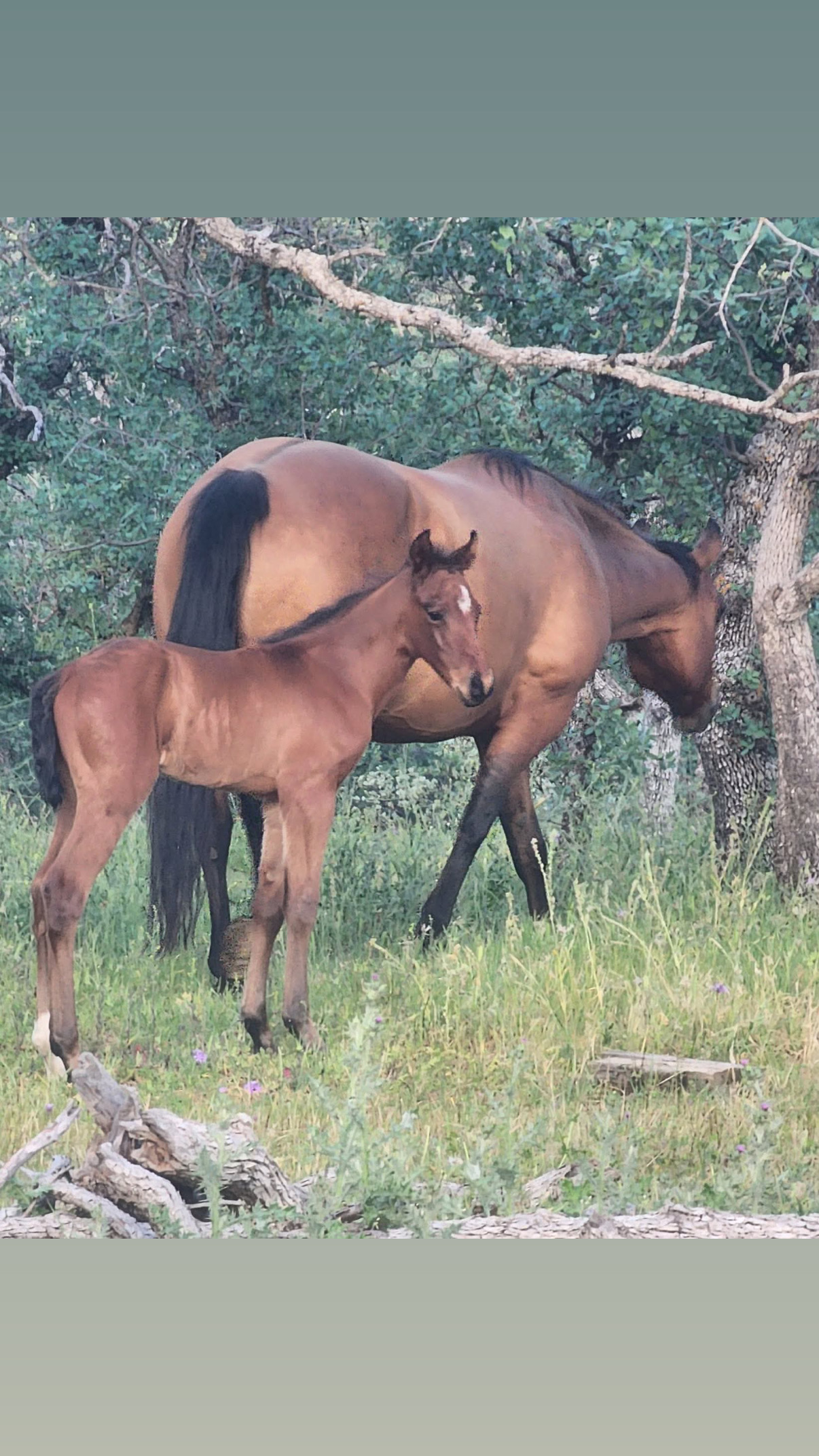 Foal photo 9