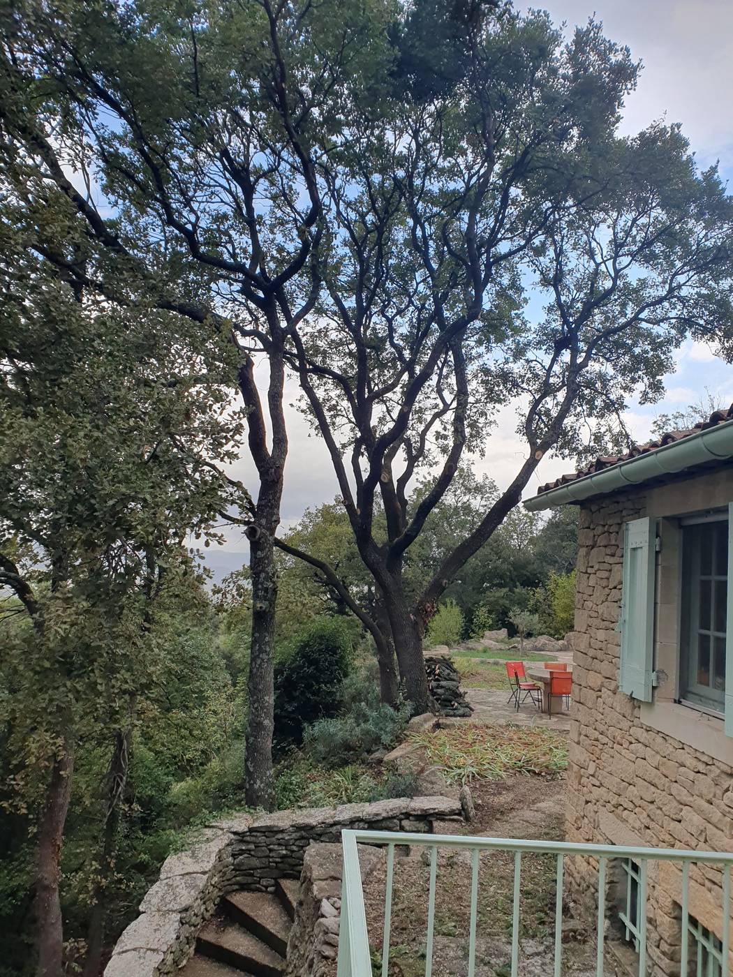 Chênes élagués au-dessus d'une terrasse de maison en pierre à Carpentras