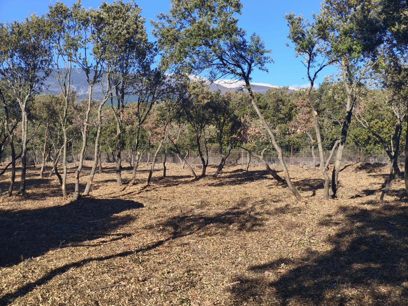 Chênaie éclaircie par FORÊTSARBRES avec le Mont Ventoux enneigé en arrière-plan, près de Carpentras