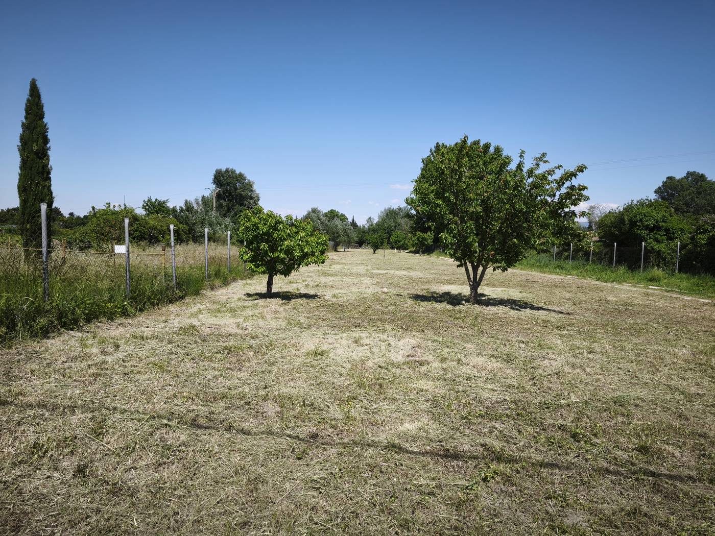 Verger de cerisiers fauché, herbe coupée entre les arbres