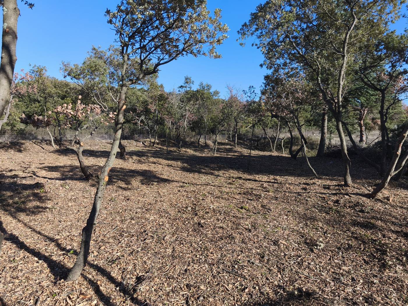 Garrigue débroussaillée au titre de l'OLD dans le Vaucluse, sol couvert de broyat
