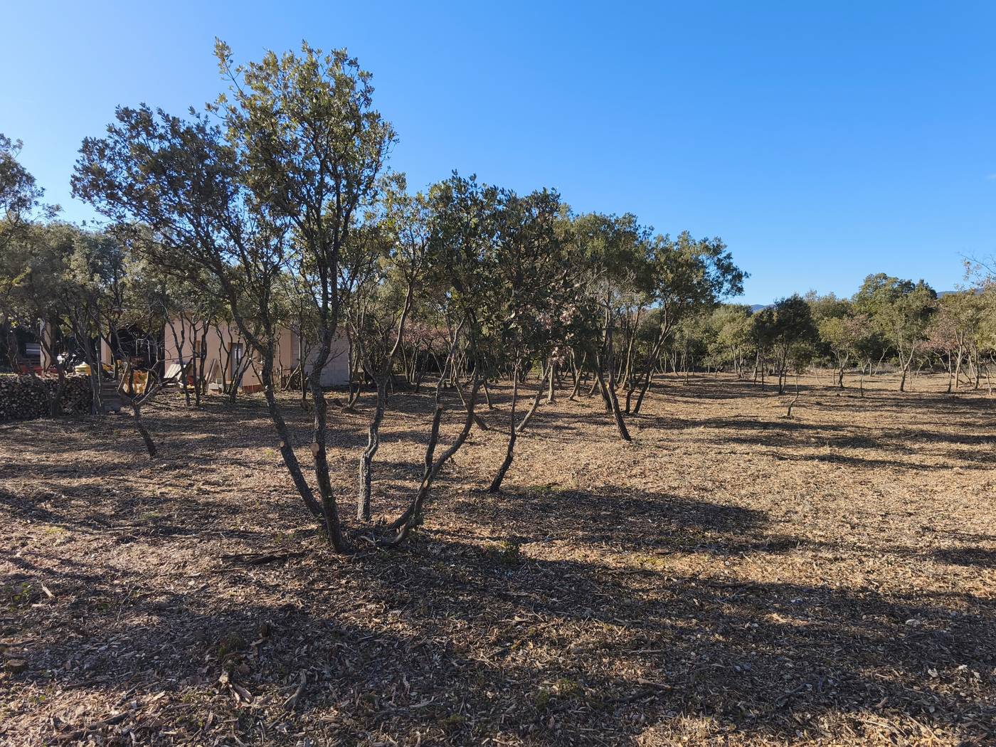 Parcelle de garrigue débroussaillée en Vaucluse, chênes verts conservés