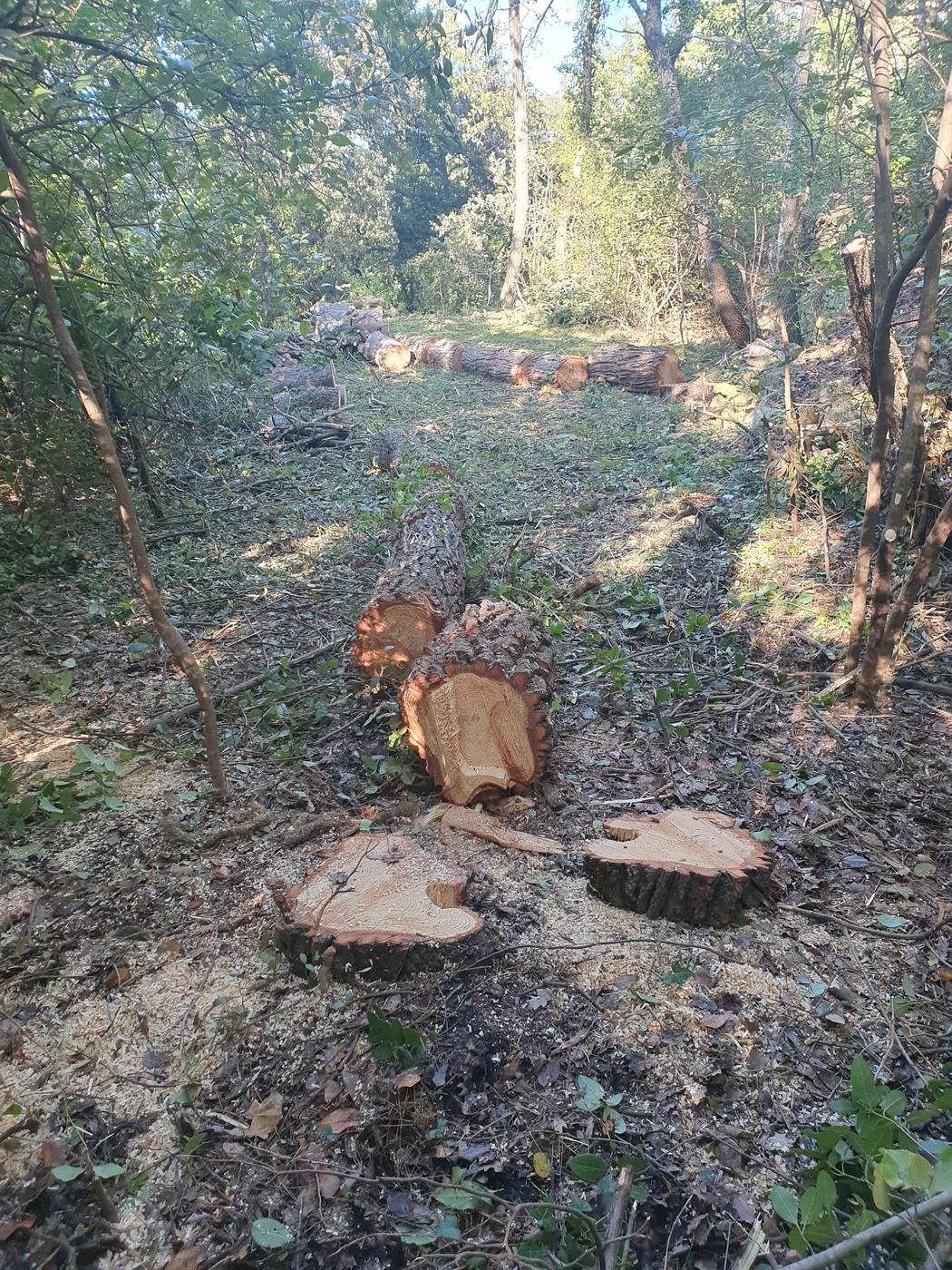 Pin abattu et débité en billots par FORÊTSARBRES, souches fraîches et sciure