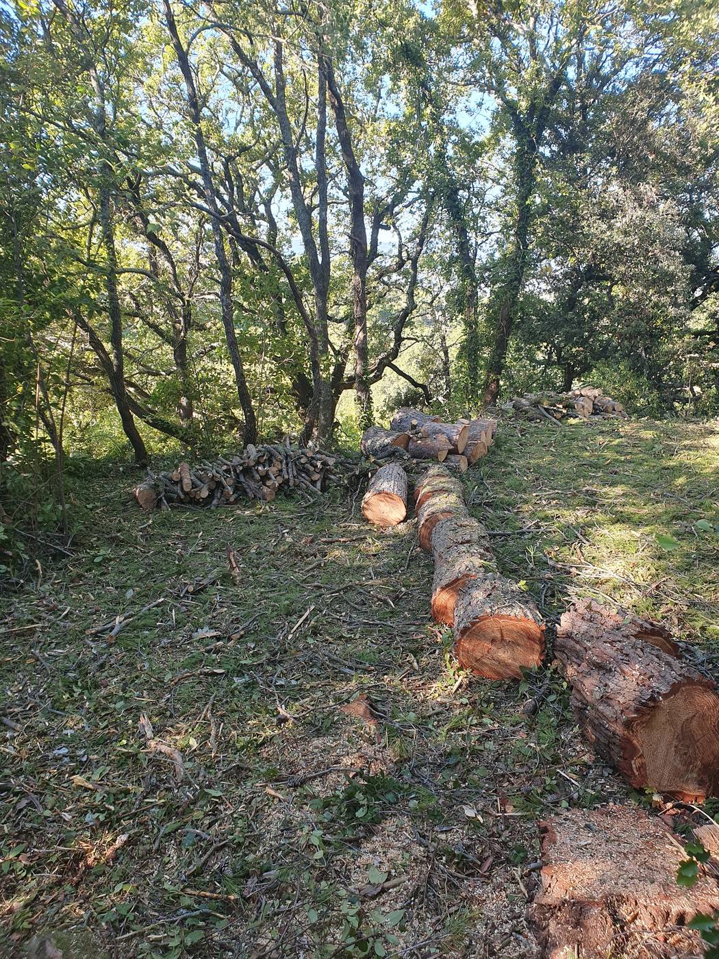 Grumes de pin débitées et branchages rangés après un abattage