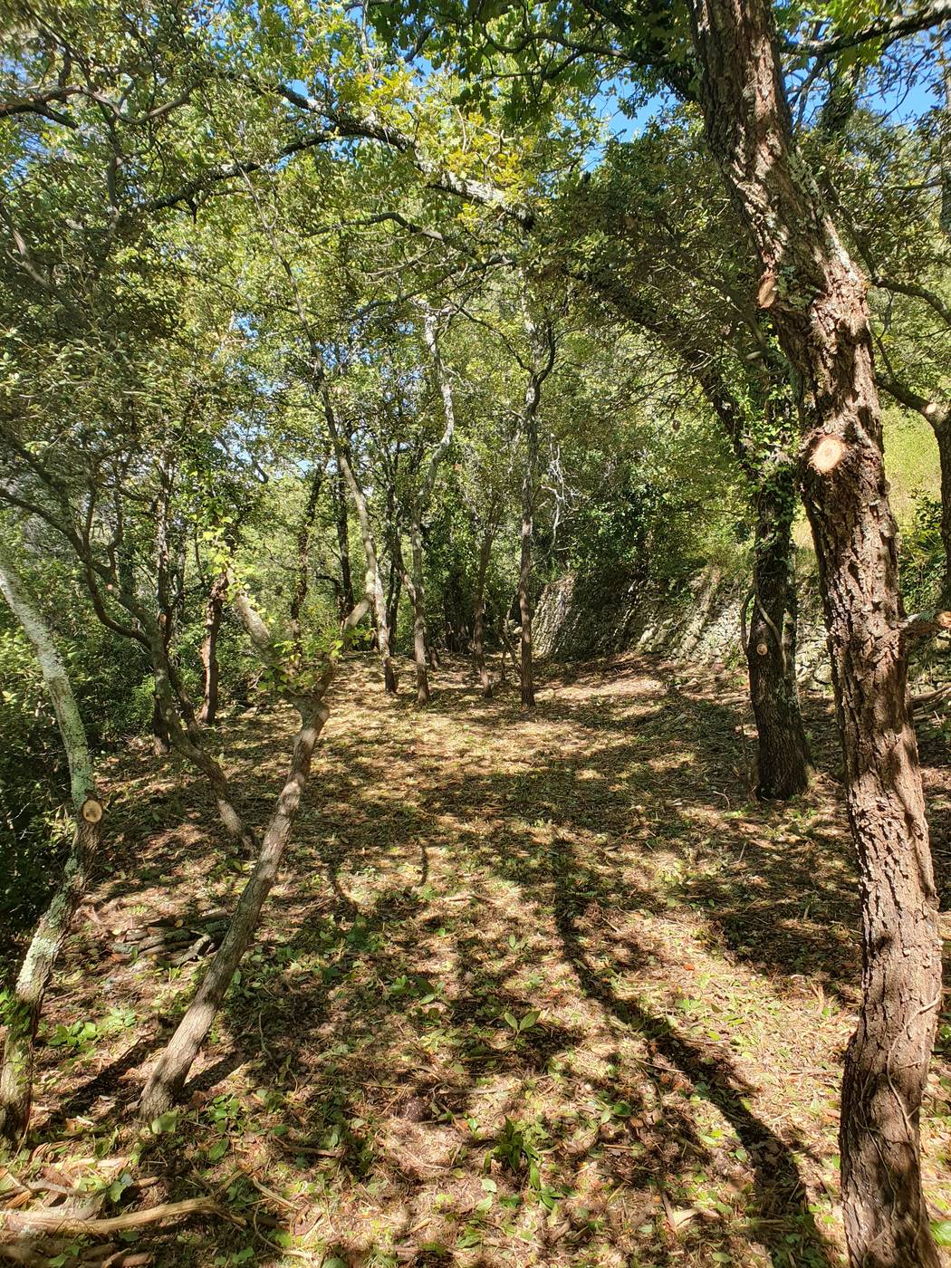 Sous-bois éclairci avec restanque en pierre et coupes propres