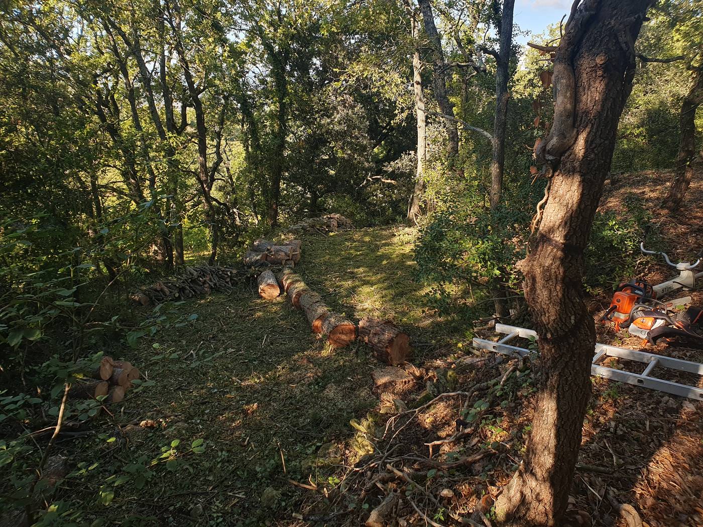 Grume débitée en tronçons lors d'un abattage en sous-bois près de Carpentras