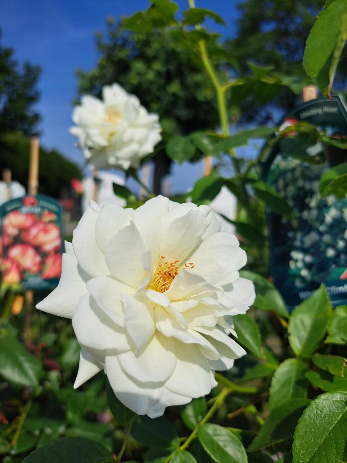 Inspiratie foto 32
