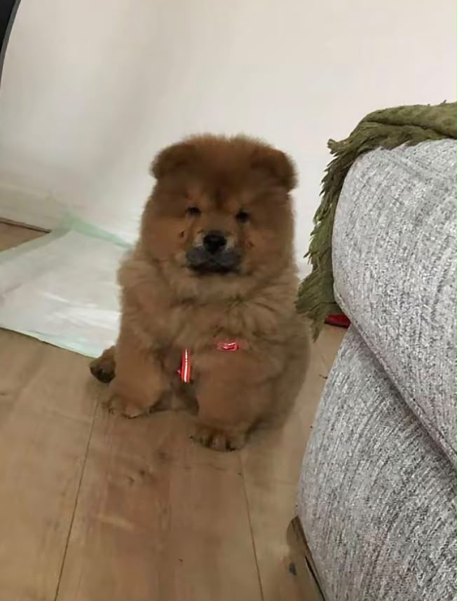 Teddy's family with their Chow