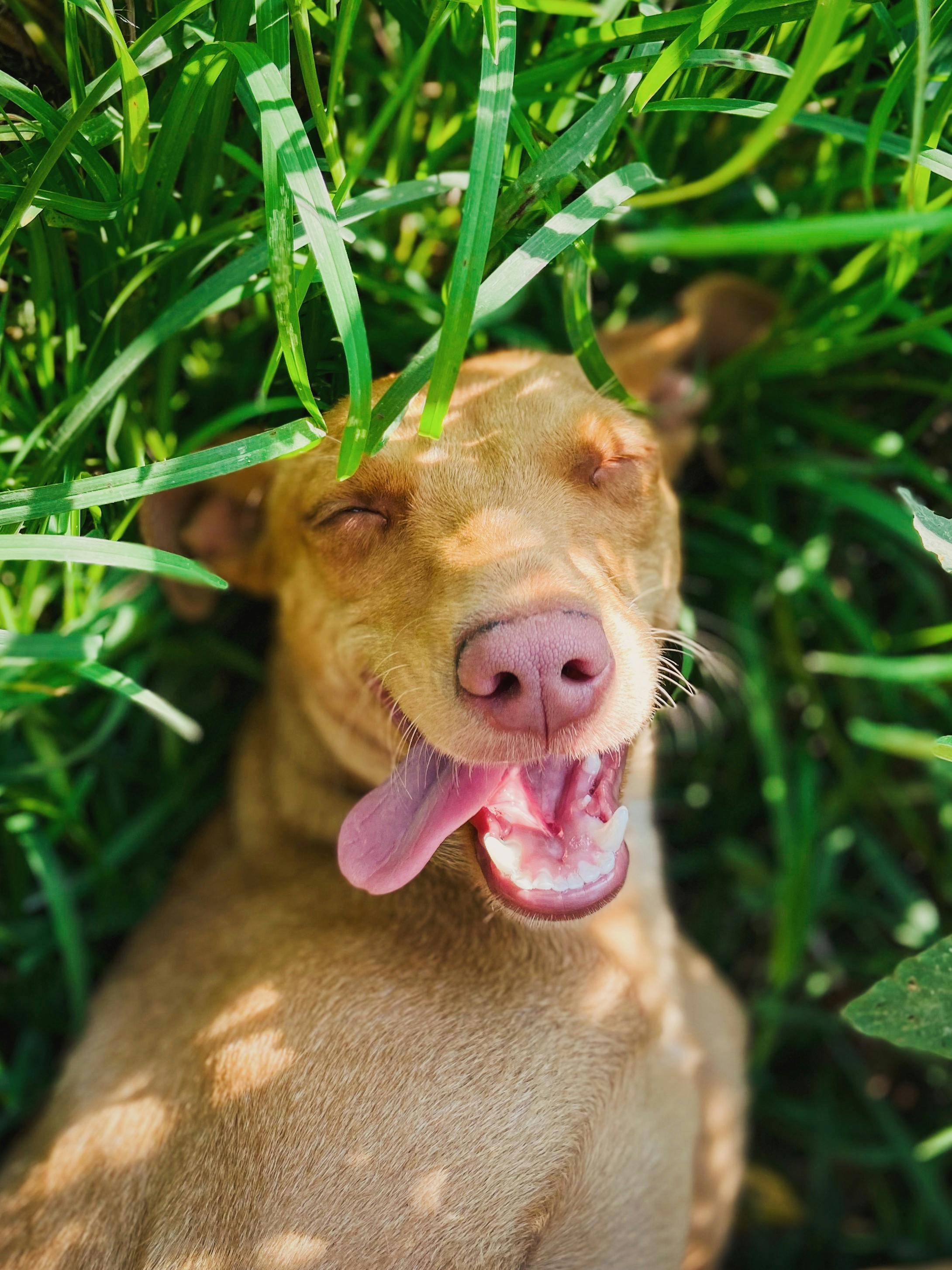 Simple Ways to Spend Quality Time That Truly Enrich Your Pet’s Life