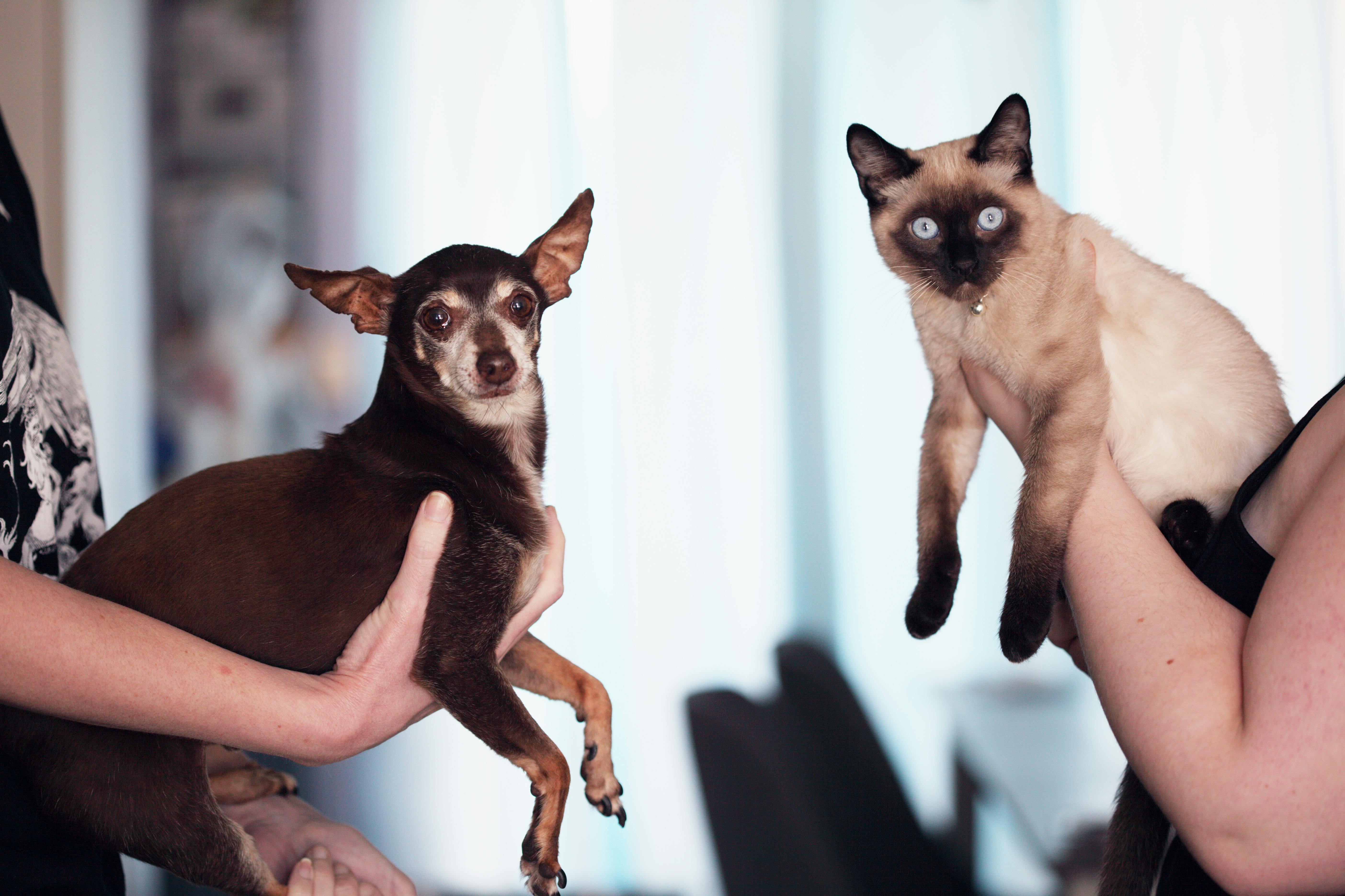 Everyday Pet Care Essentials: Building Healthy Habits for a Happy, Active Pet