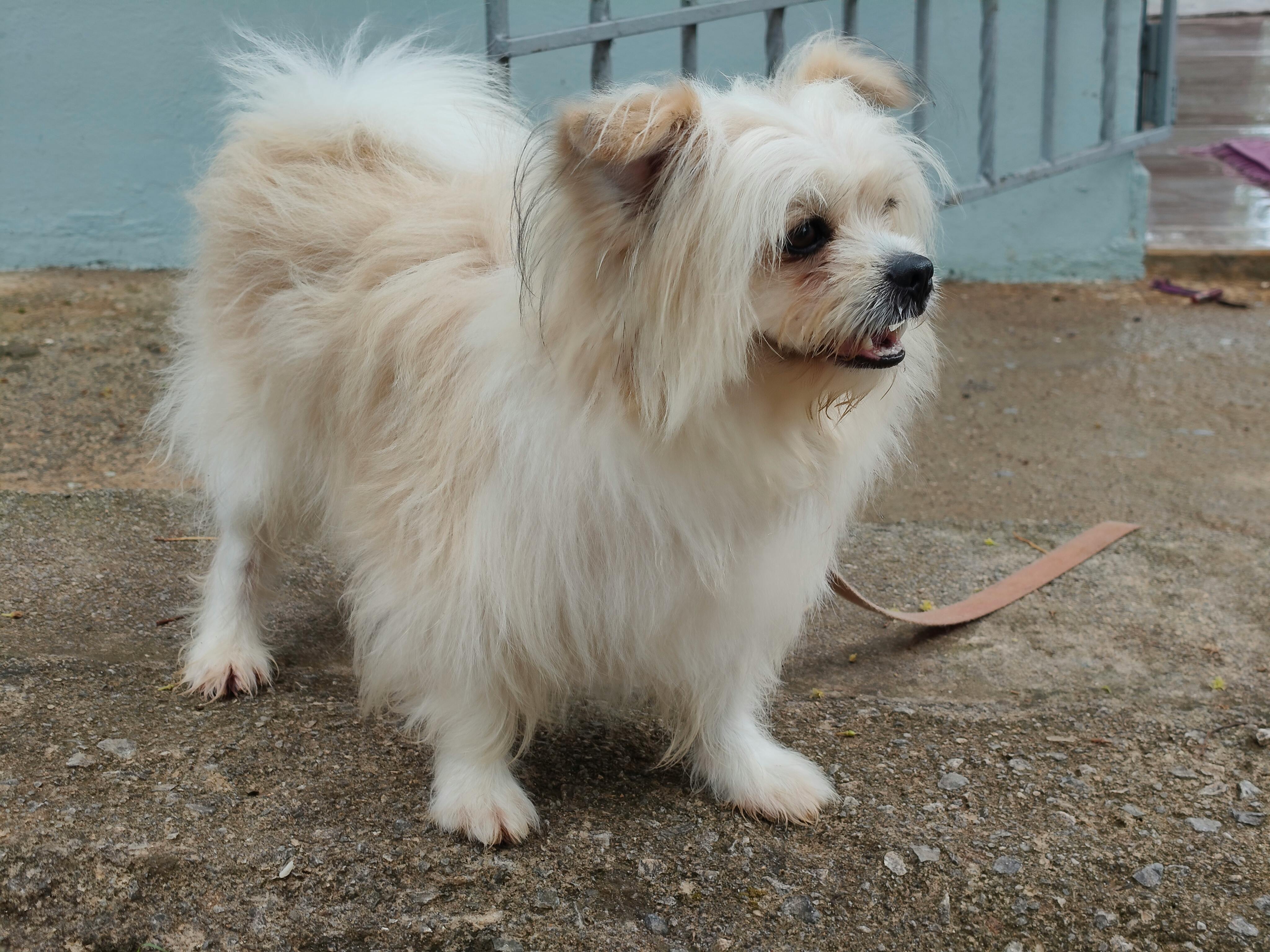 Understanding Pet Behavior: How to Read Signals and Strengthen Your Bond
