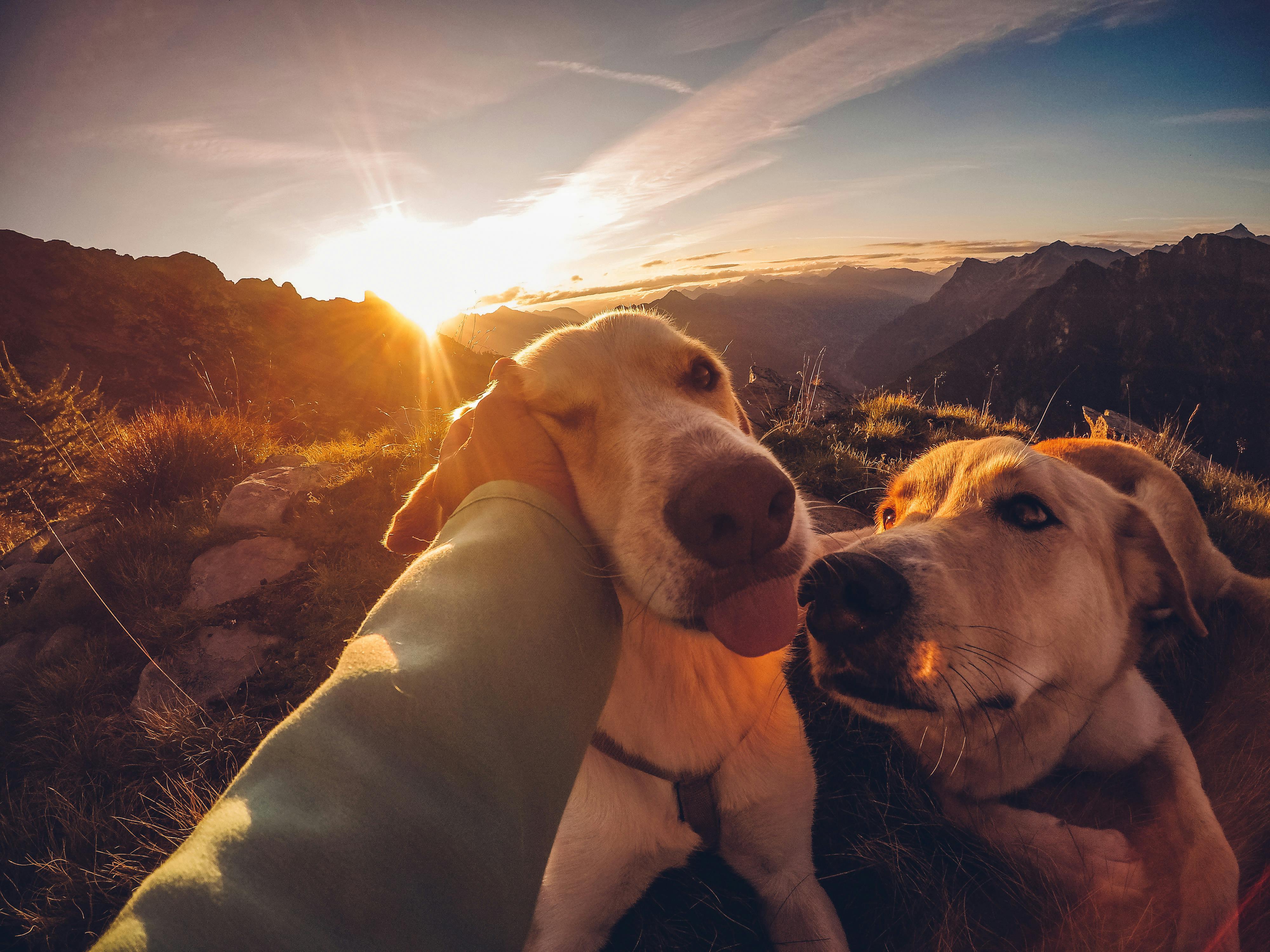 Things to know about your pets.