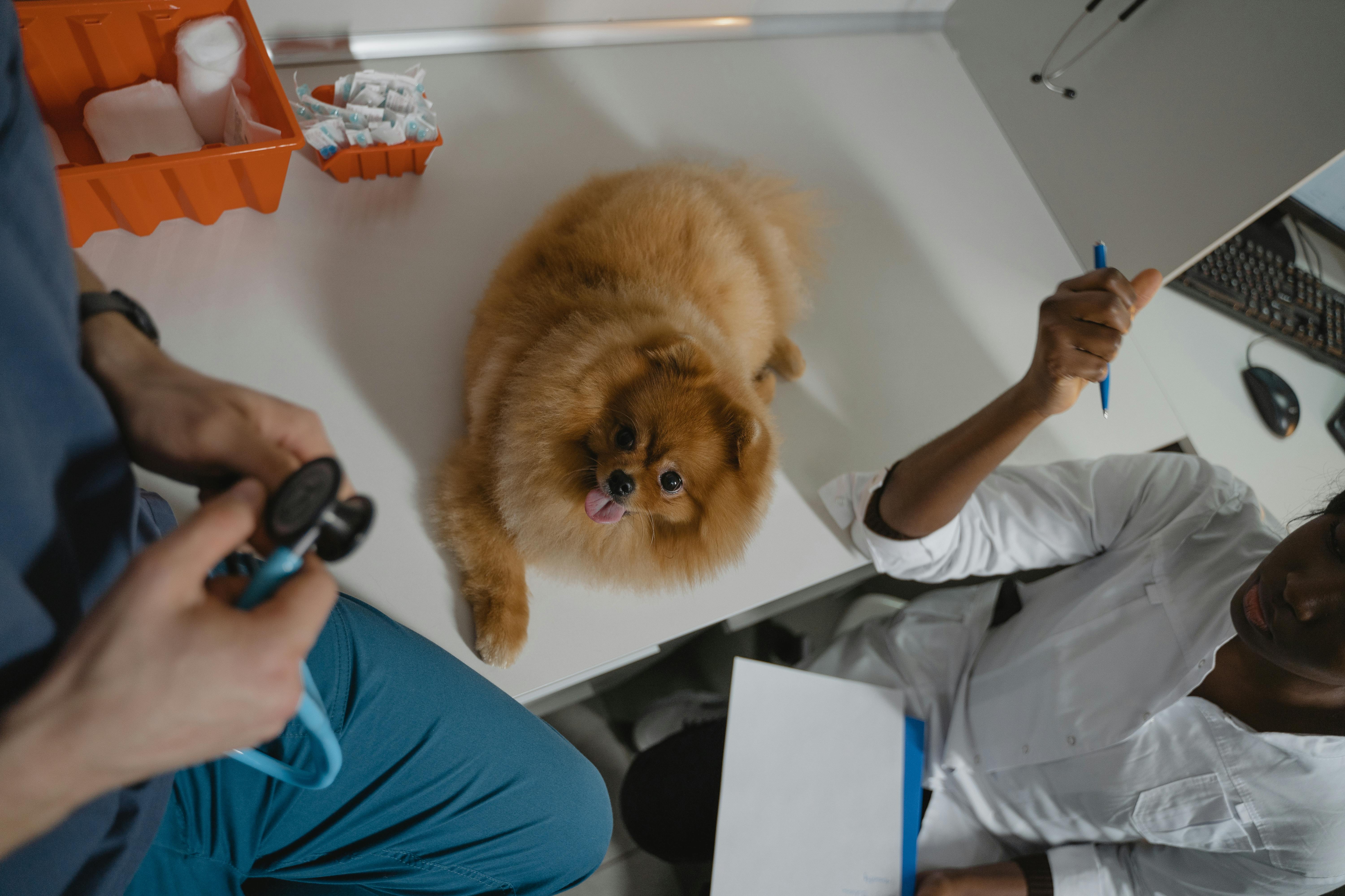 Essential Pet Health Habits Every Pet Owner Should Know