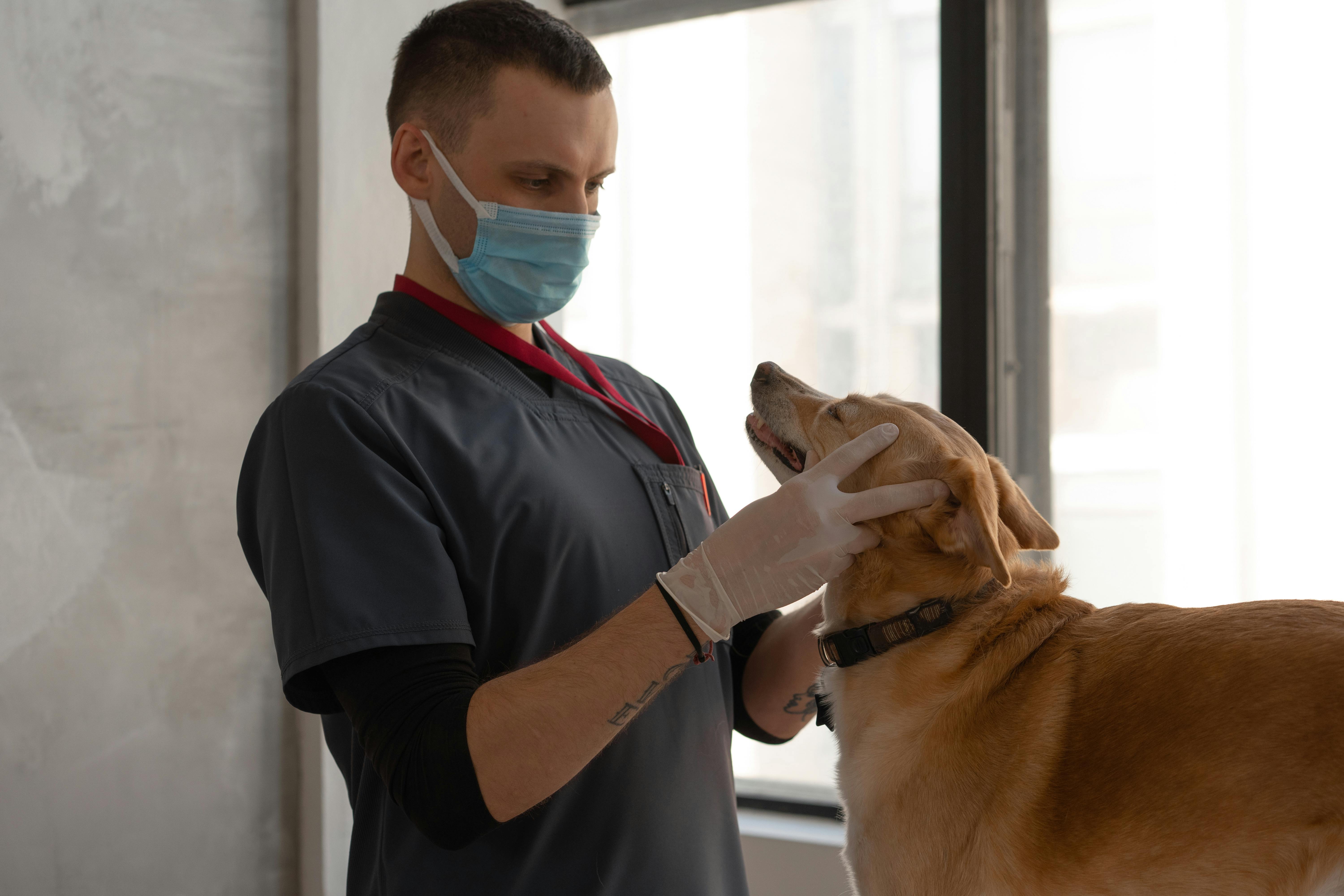 Pet Grooming Basics: Keeping Your Furry Friend Clean and Healthy