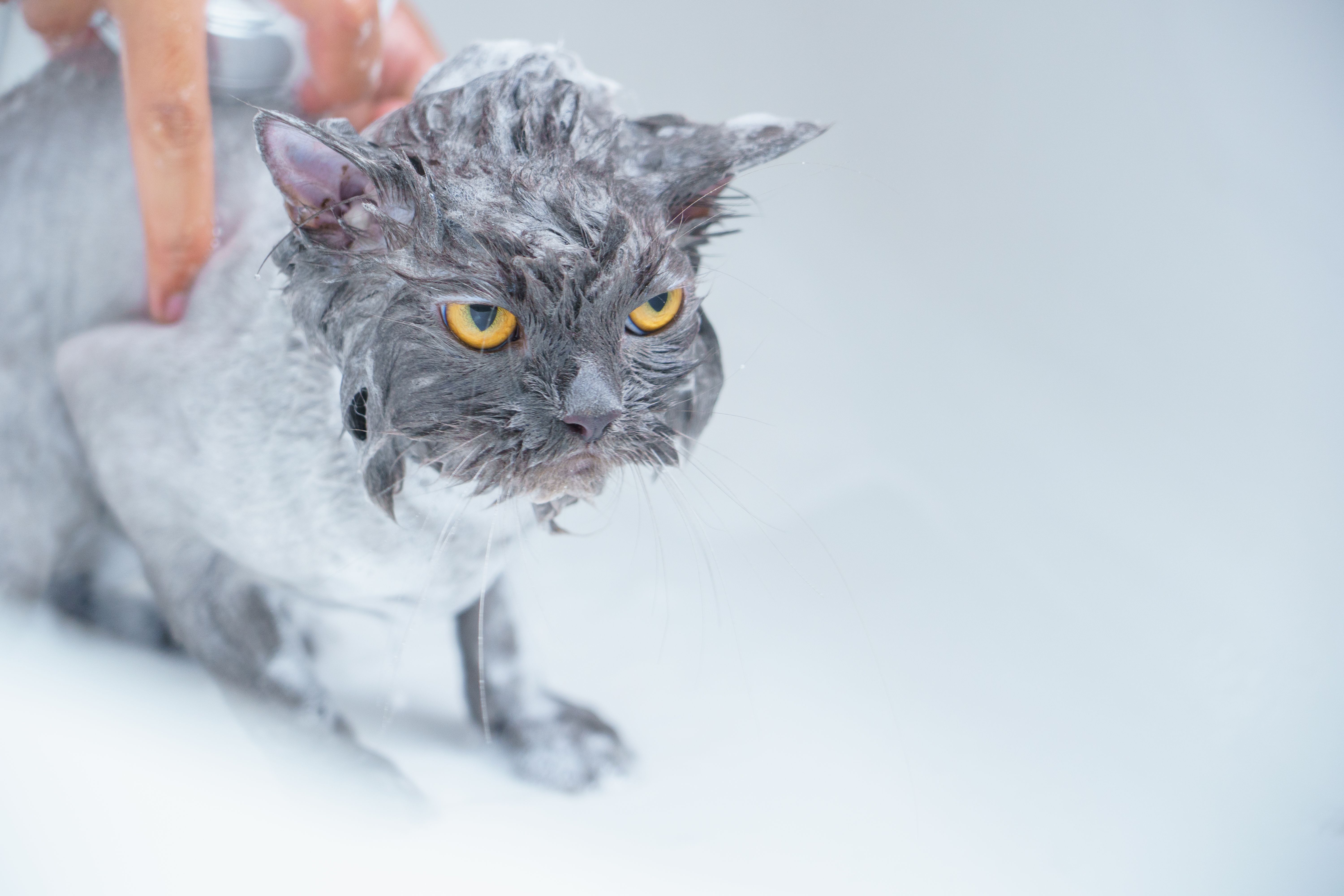 Essential Hygiene Tips for a Happy and Healthy cat at Home