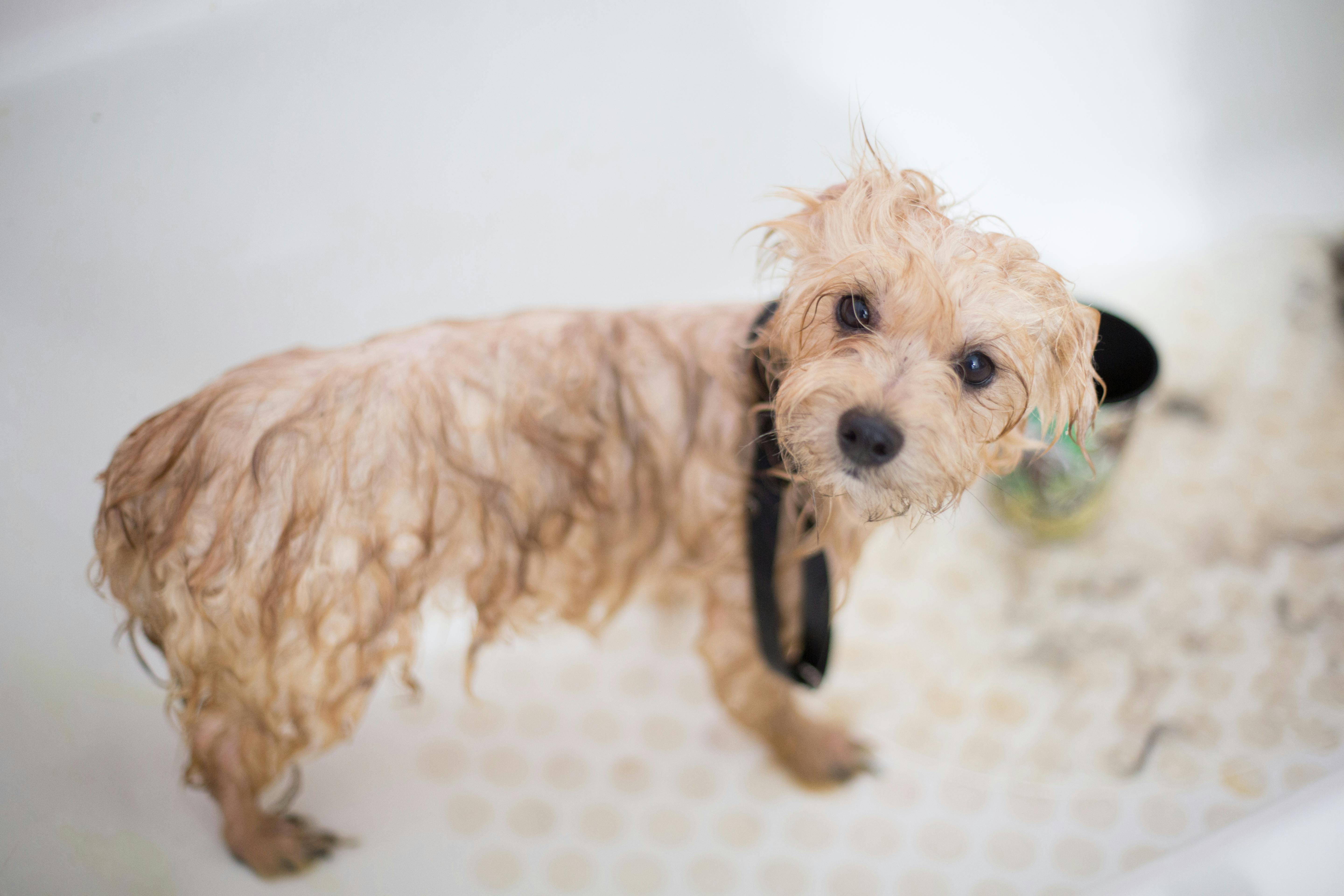 Simple Daily Habits to Keep Your dog Clean and Healthy