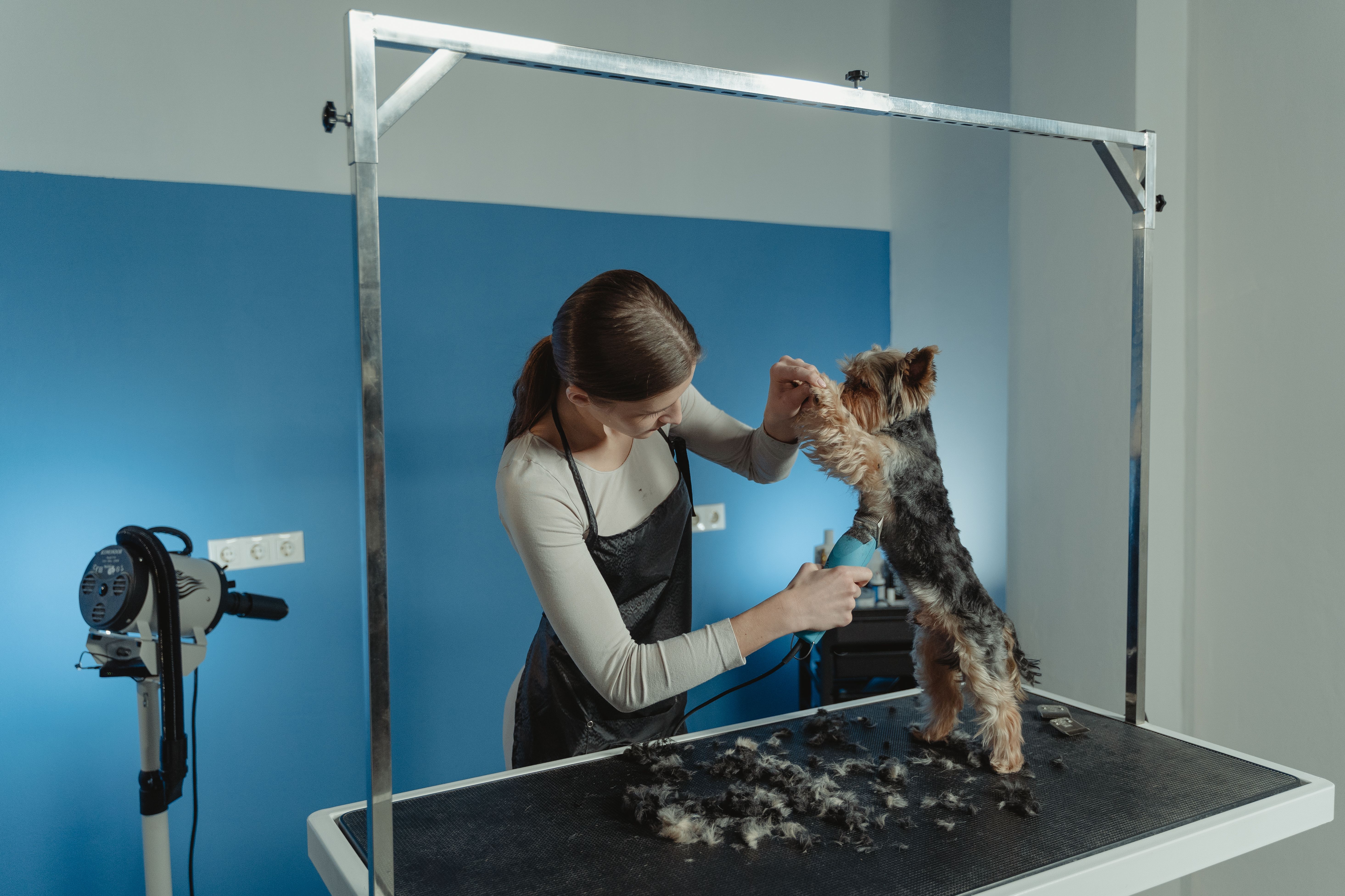 Building a Daily Health Care Routine for Pets