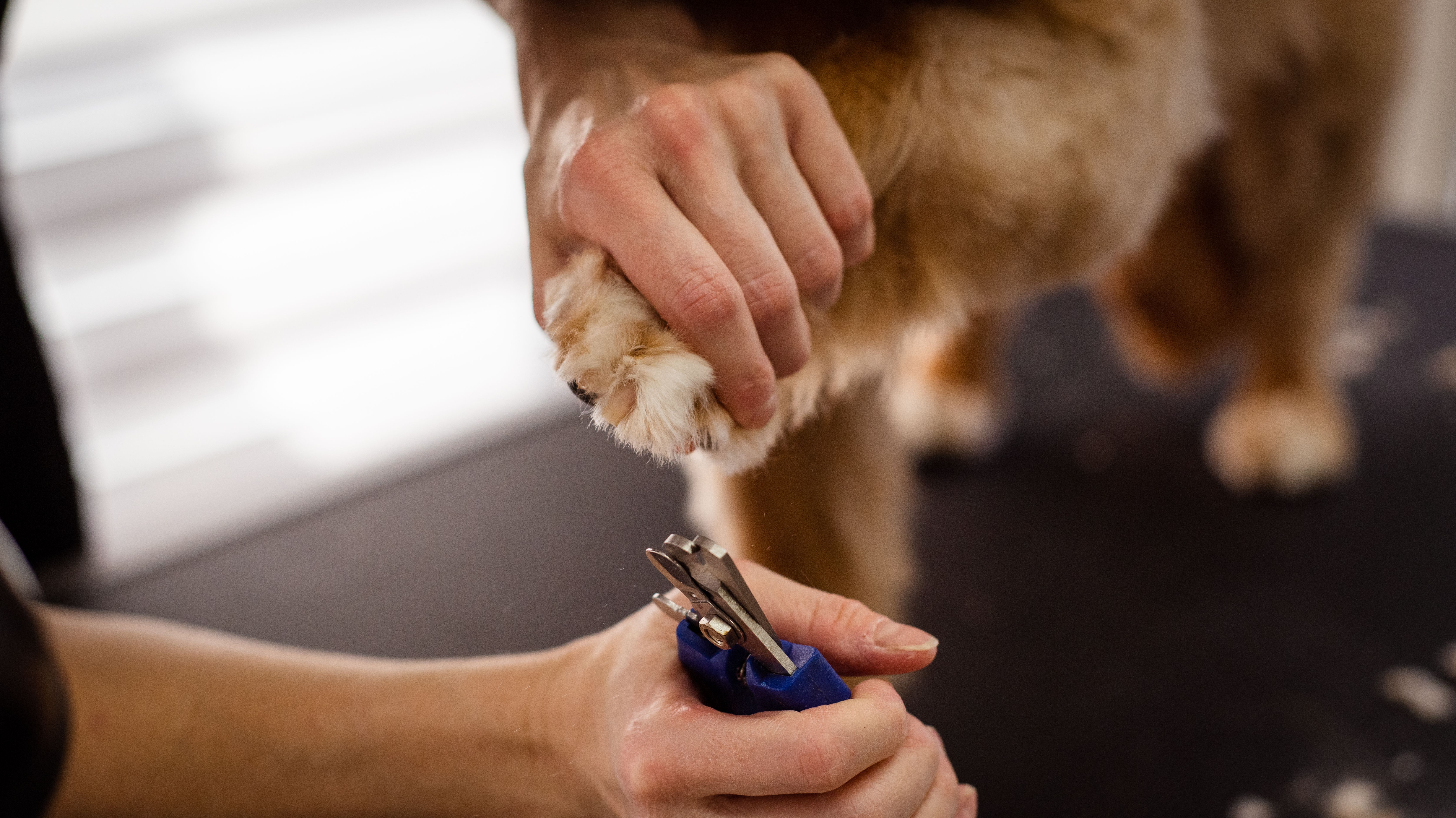Nutrition Essentials: Choosing the Right Food for Your Pet’s Needs
