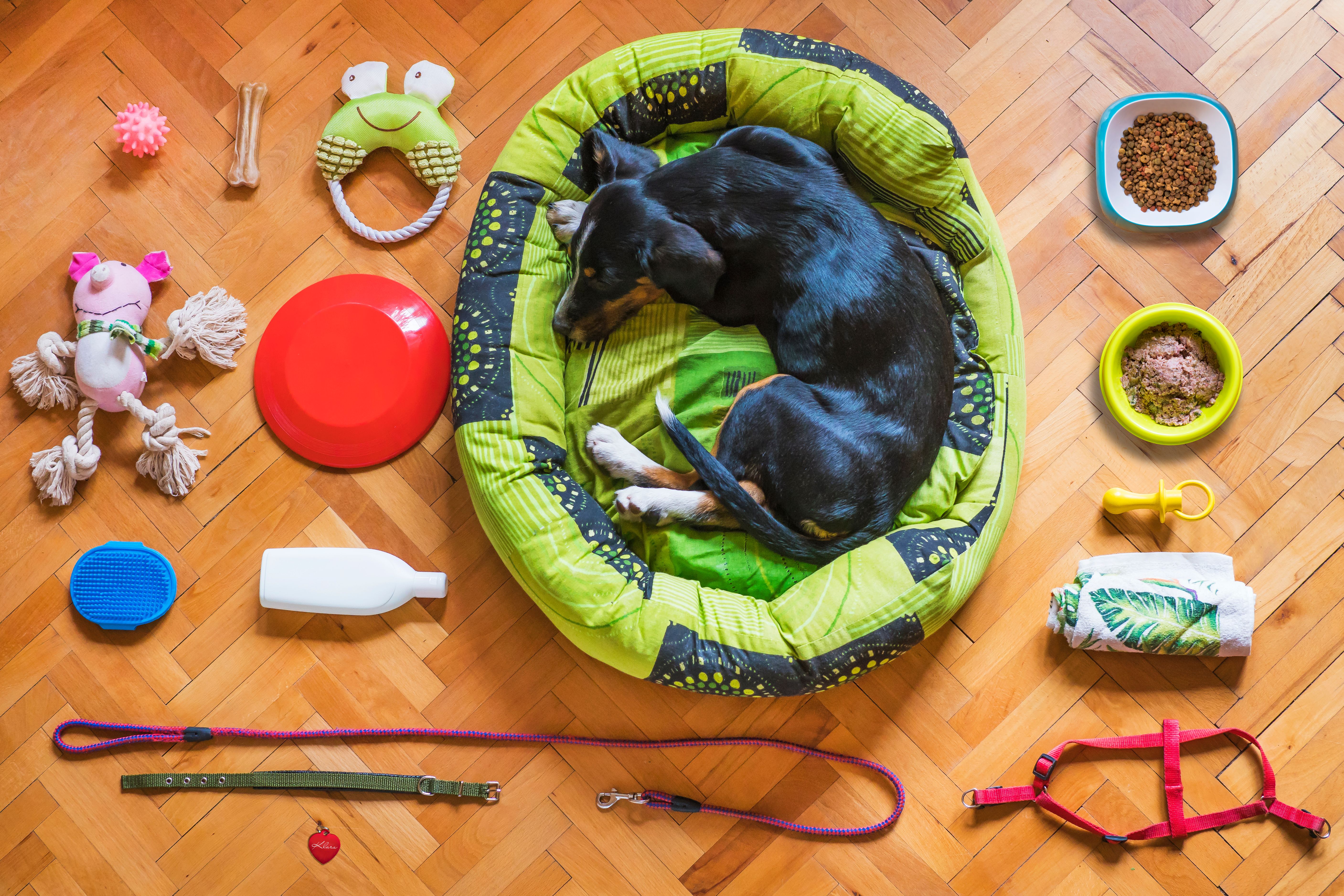 Best Dog Gear for Urban Pet Owners | Nourish & Nuzzle