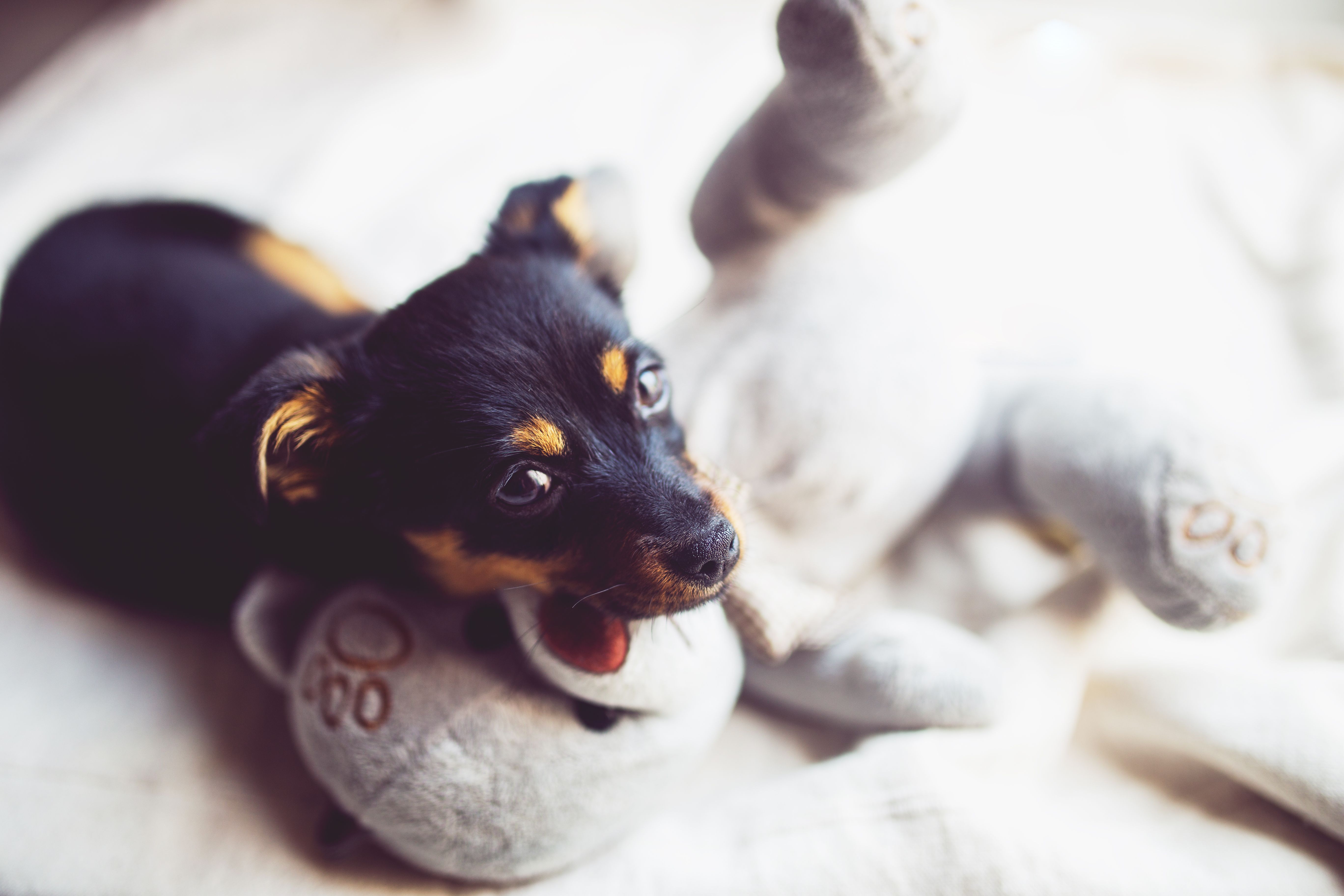 Personalized Pet Gifts That Celebrate Your Bond