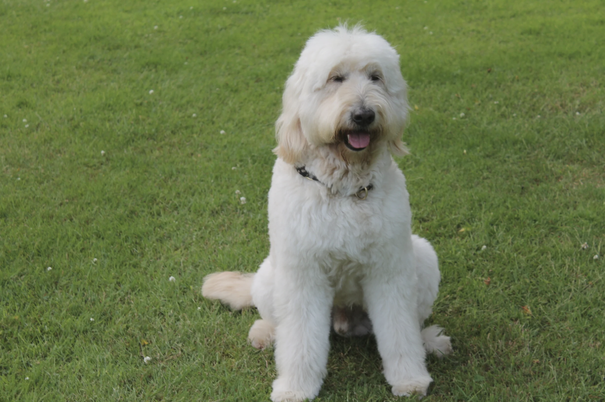 Pelle & Friends Review: Handmade Dog Treats