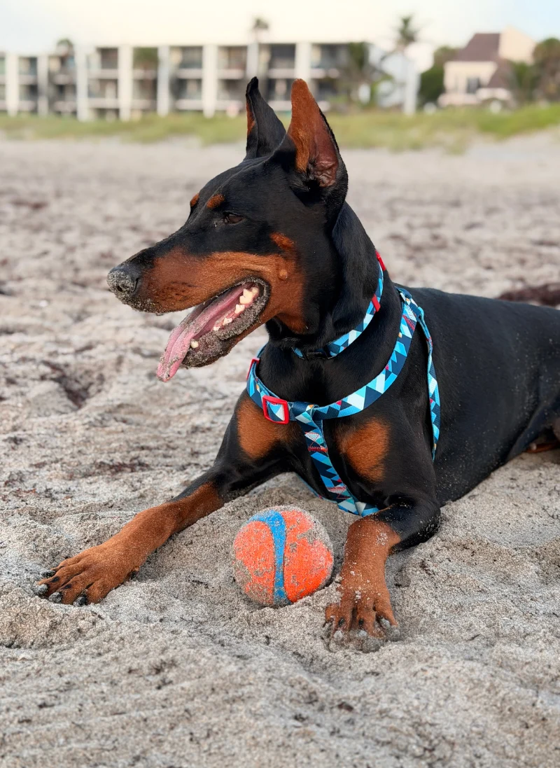Rabbitgoo Review: No-Pull Harnesses & Pet Gear