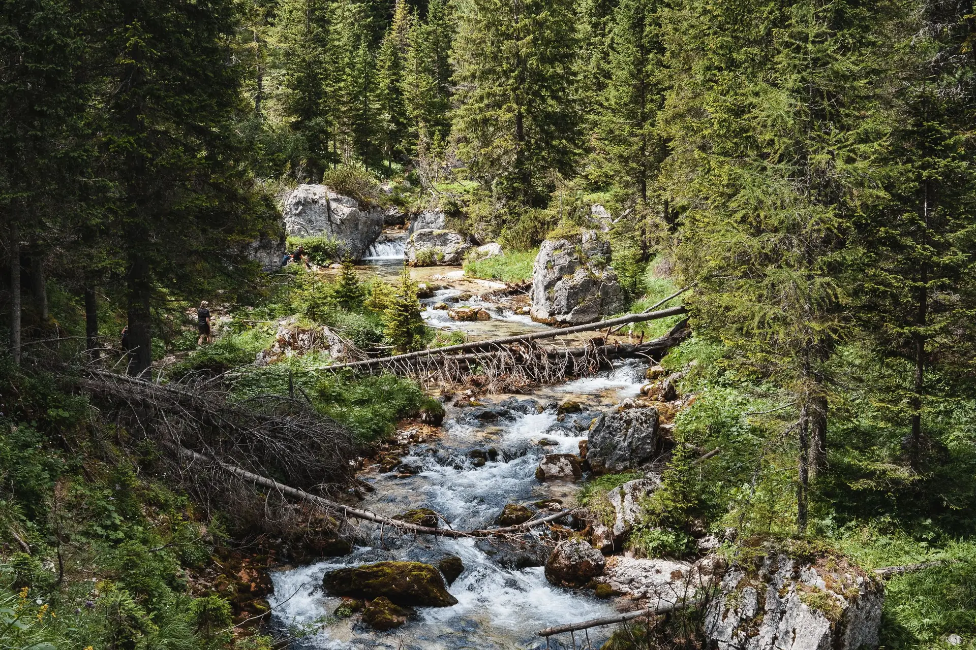 Un torrente di montagna tra i boschi delle Dolomiti