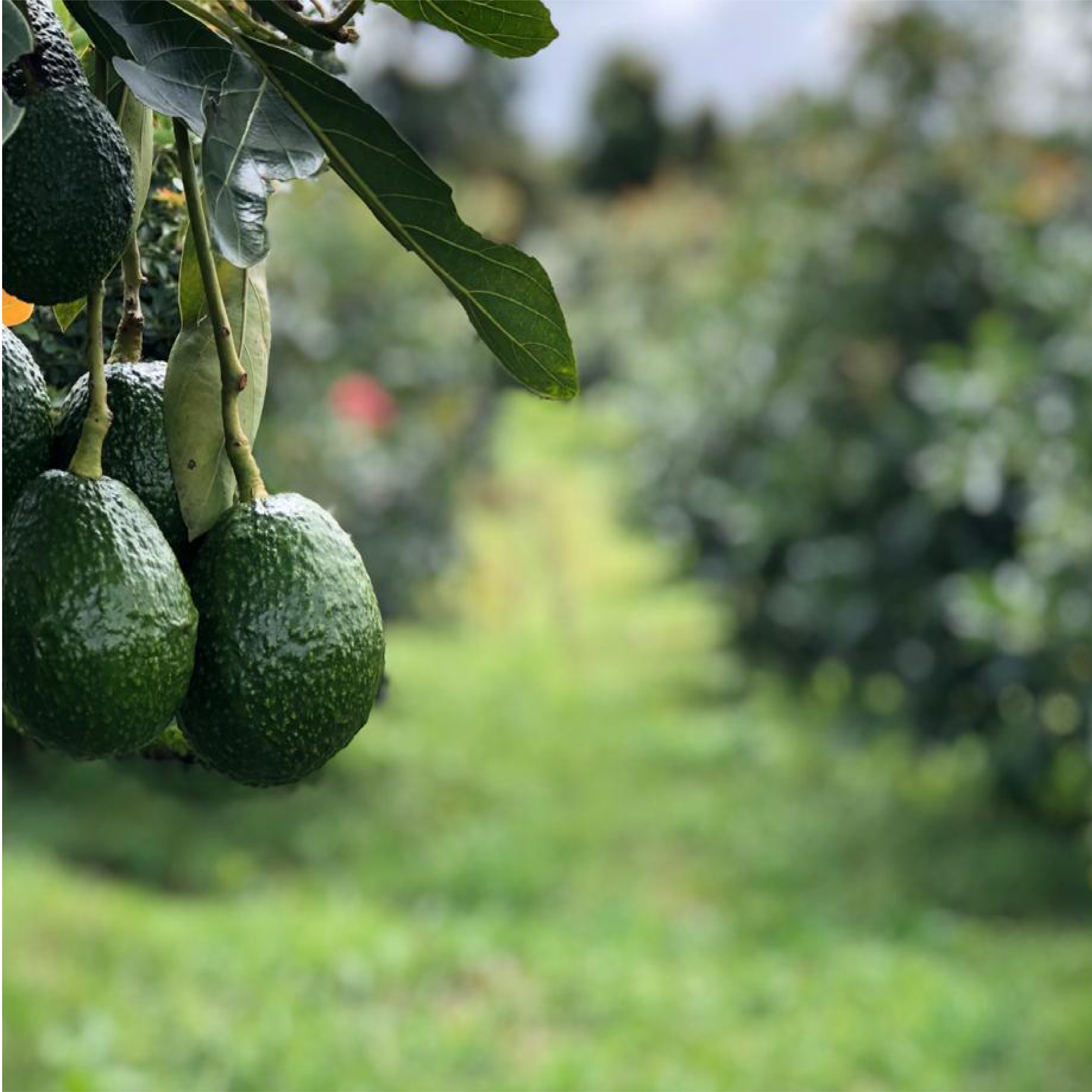 Cultivo agrícola