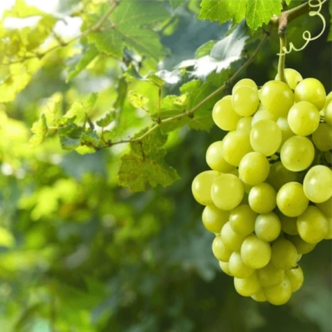 Uvas