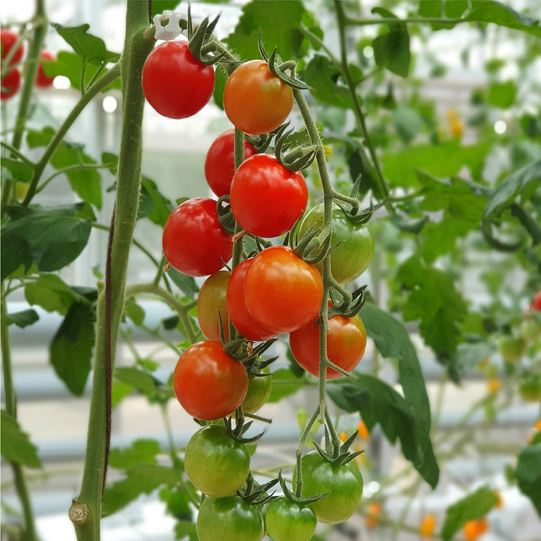 Tomate