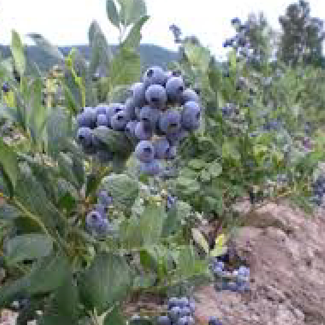 Arándano