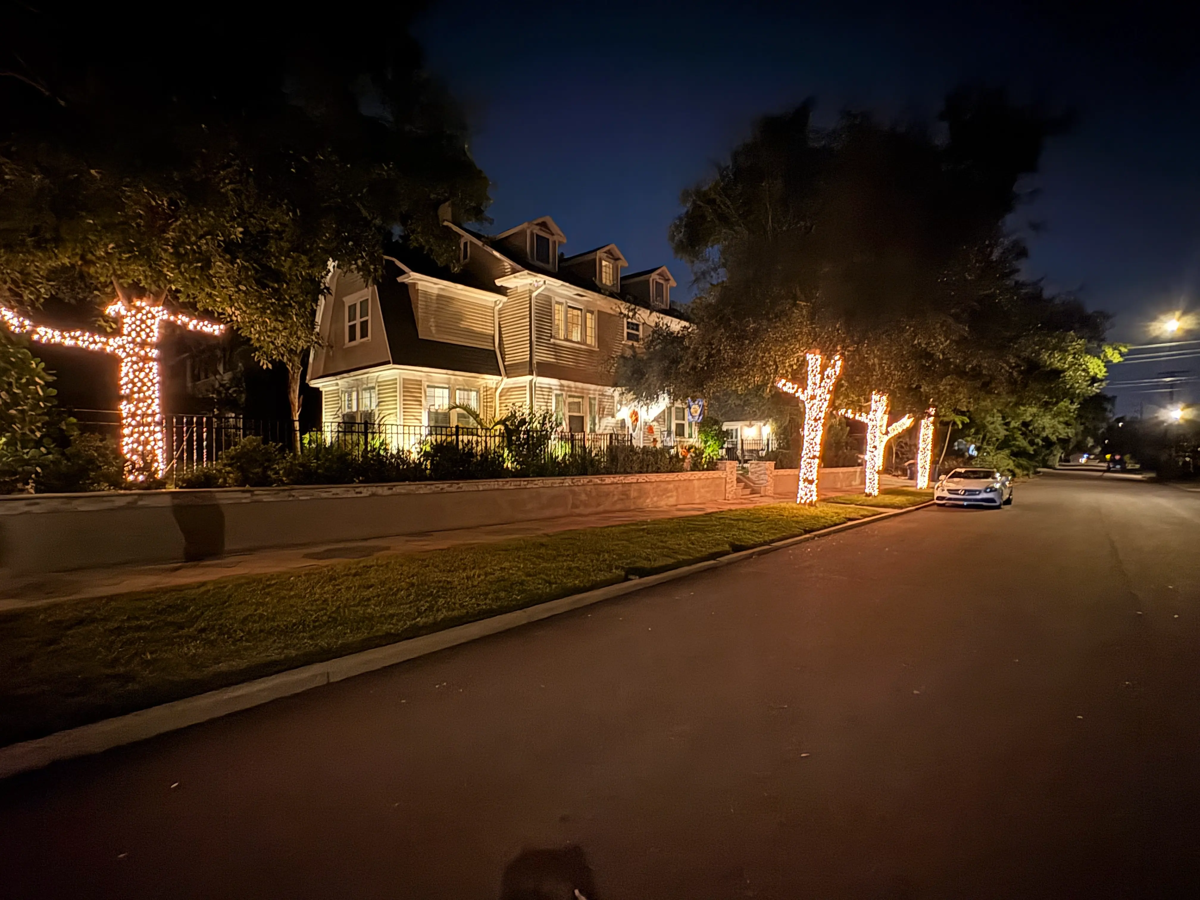 Wrapped trees with holiday lights