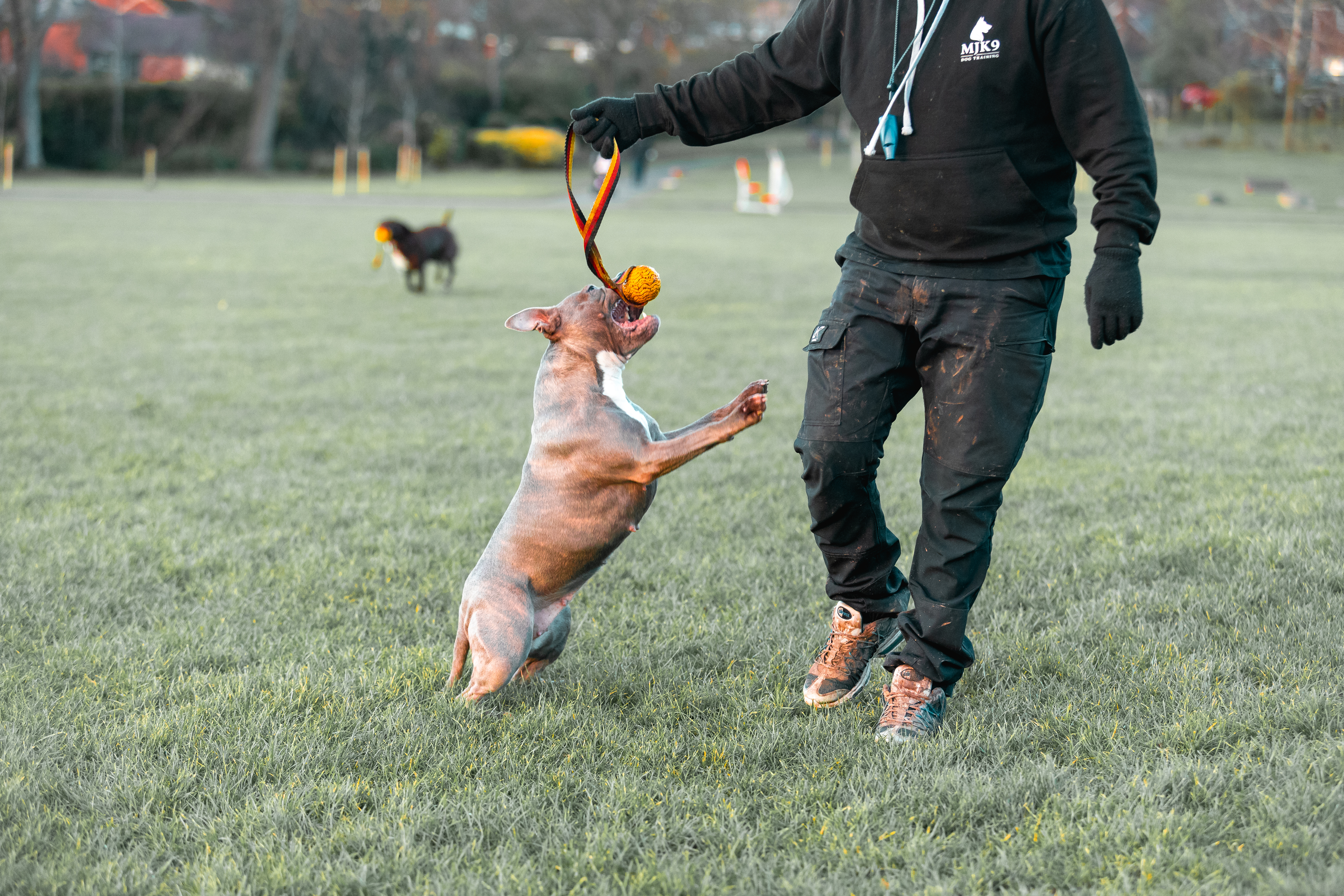 Matt - Dog Trainer MJK9