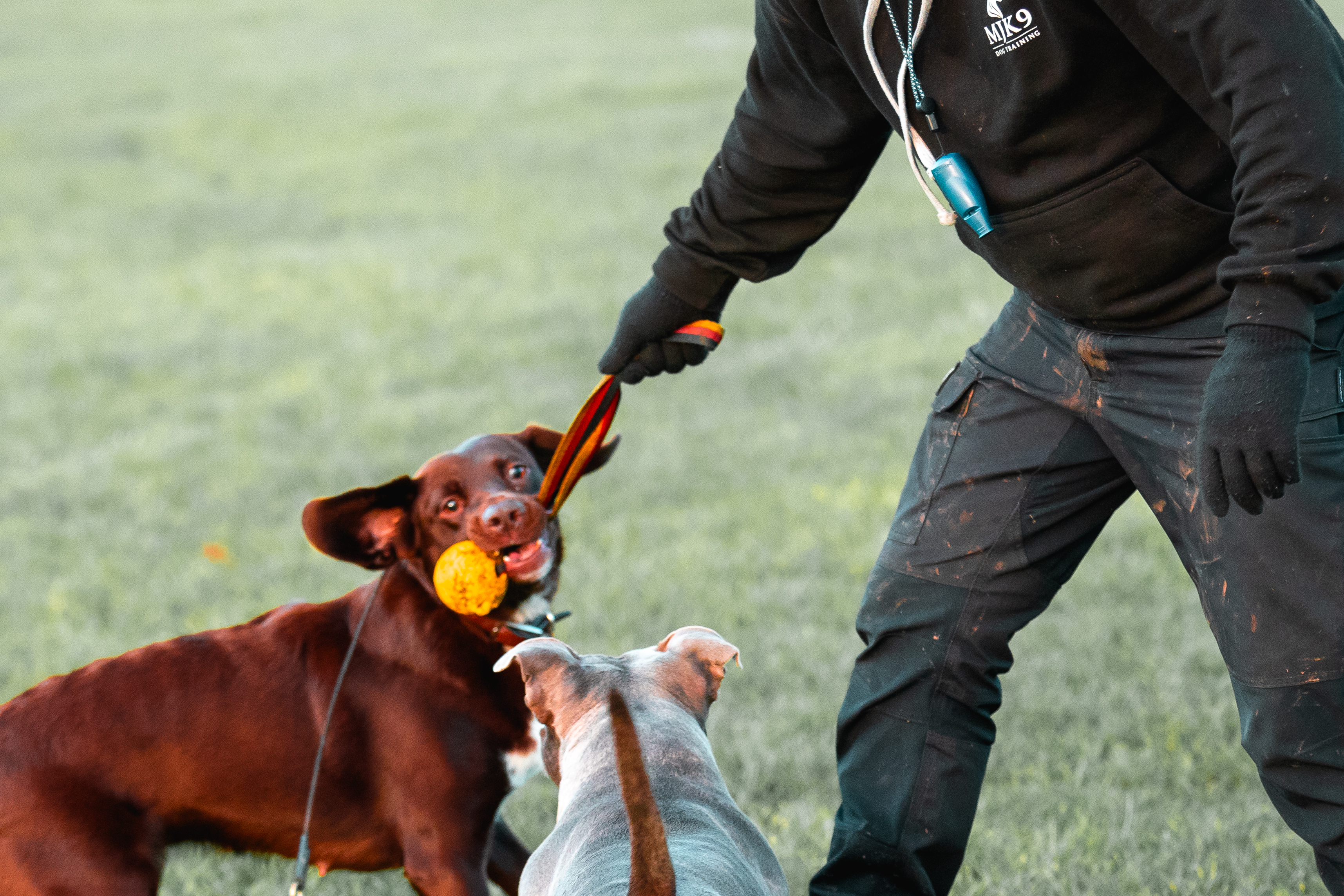 Dog training Swadlincote