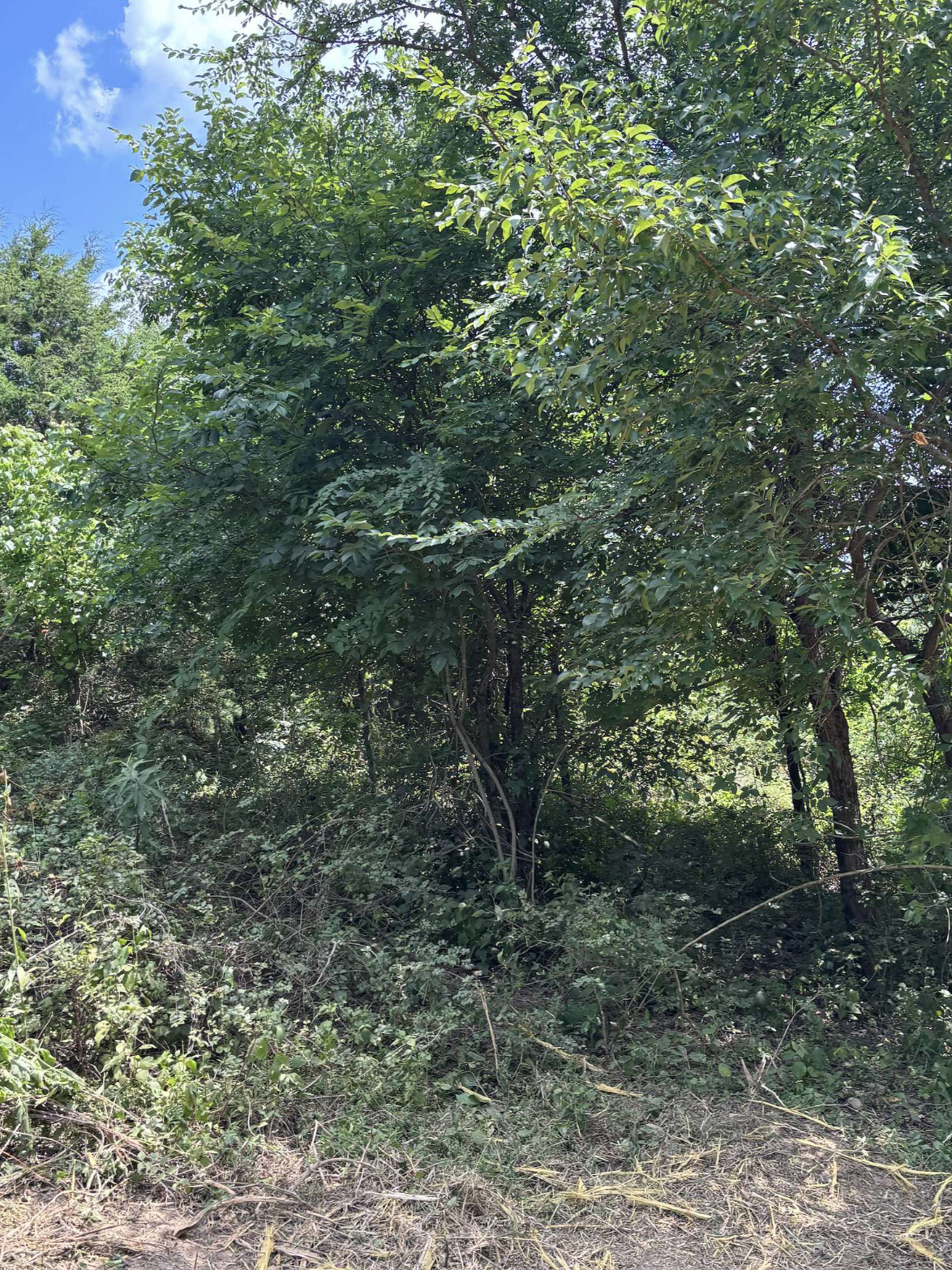 Overgrown Lot Cleanup - Smithville, TN