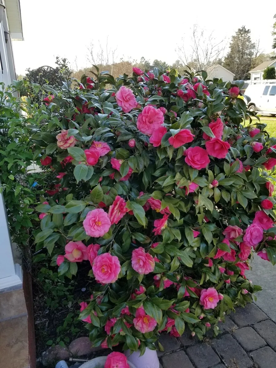 Camellia in full bloom beside a paver patio