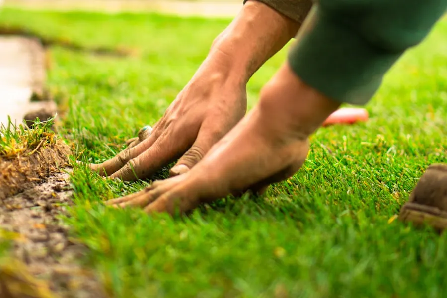 Walking on freshly installed sod lawn