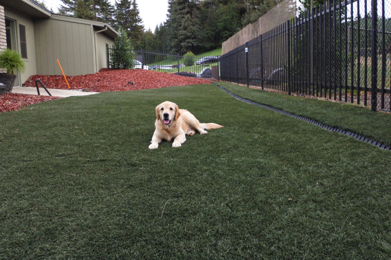 Dog lying on pet-rated artificial turf in a fenced backyard dog run